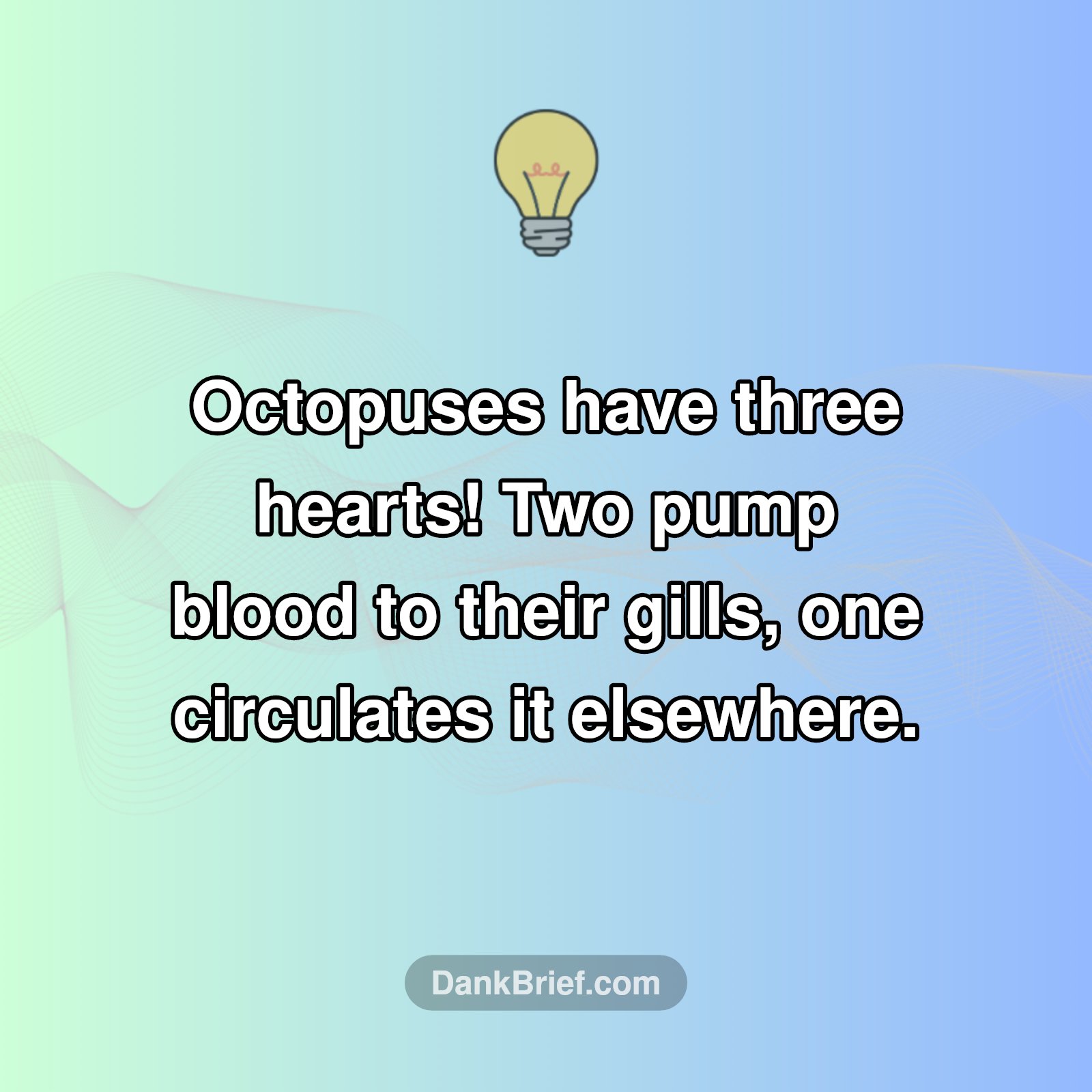 Seriously Wild Octopus Fact!