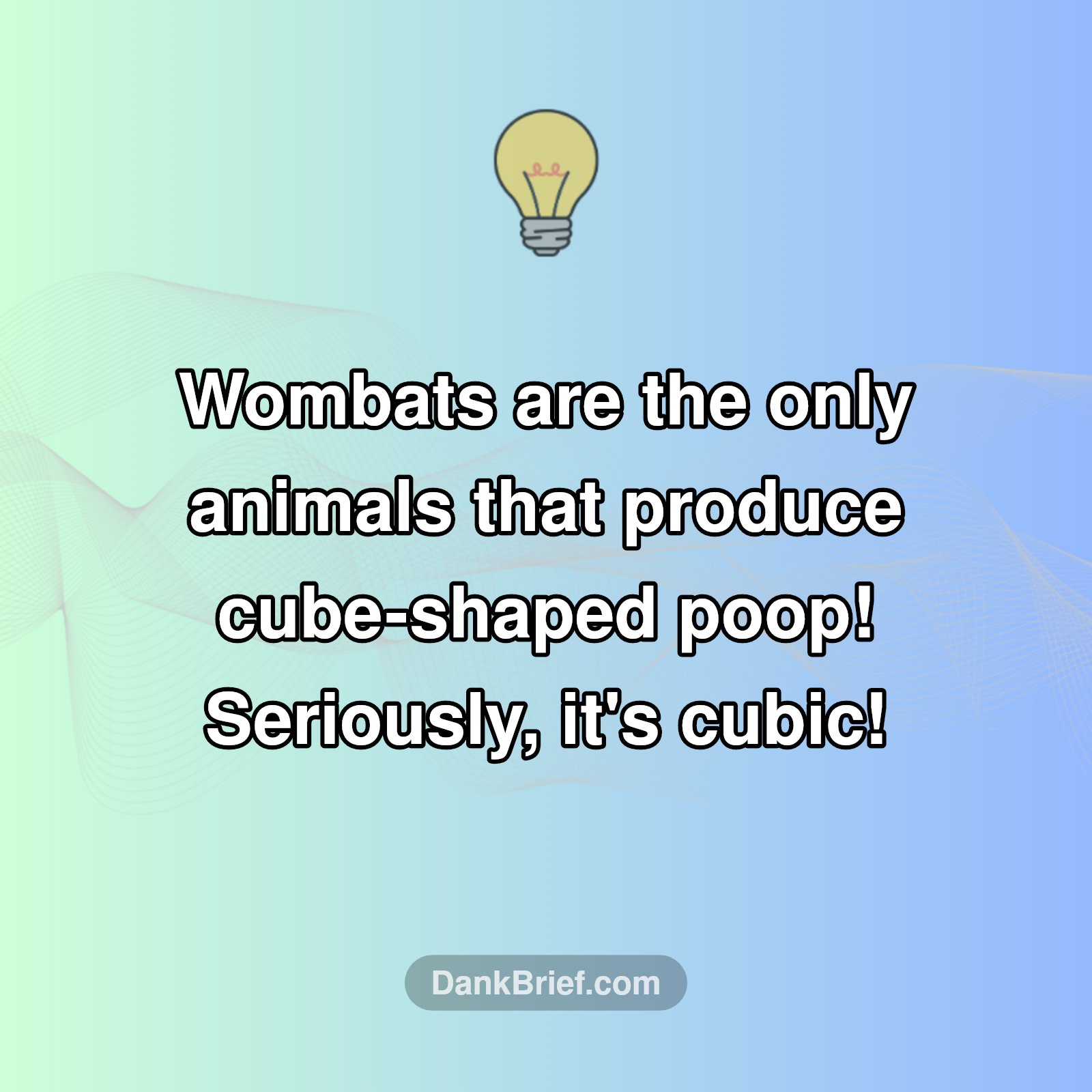 Wombat Weirdness!