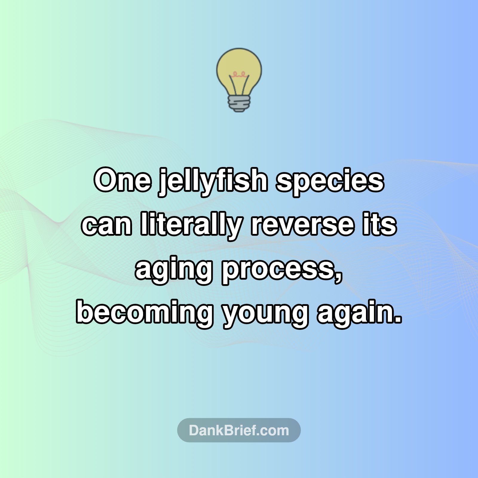 Can You Be Immortal? This Jellyfish Says YES!
