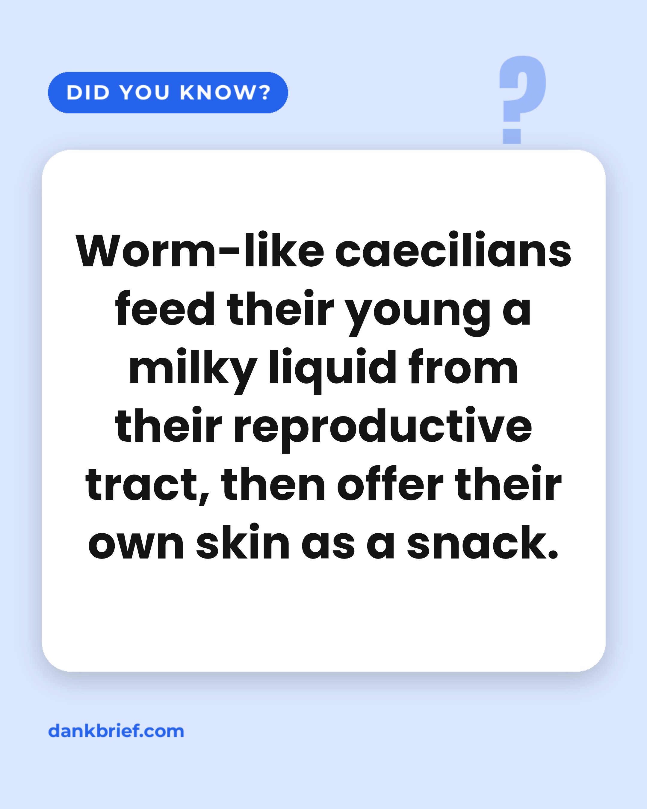 Worm-like caecilians feed their young a milky liquid from their reproductive tract, then offer their own skin as a snack.