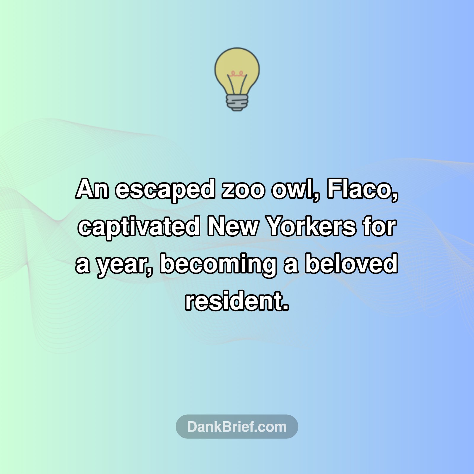 The Owl Who United NYC