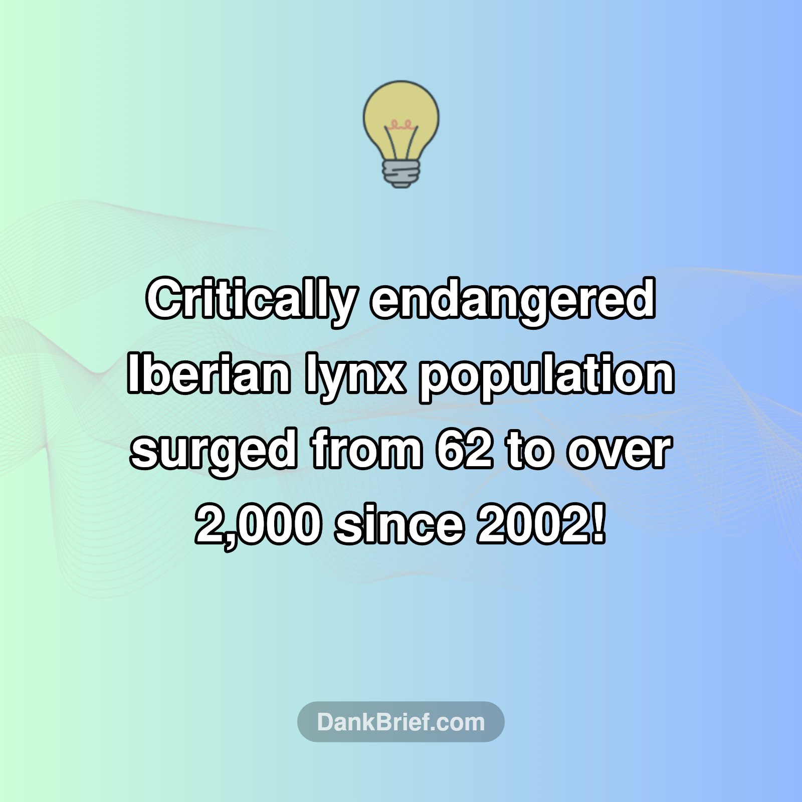 Iberian Lynx Makes Incredible Comeback!