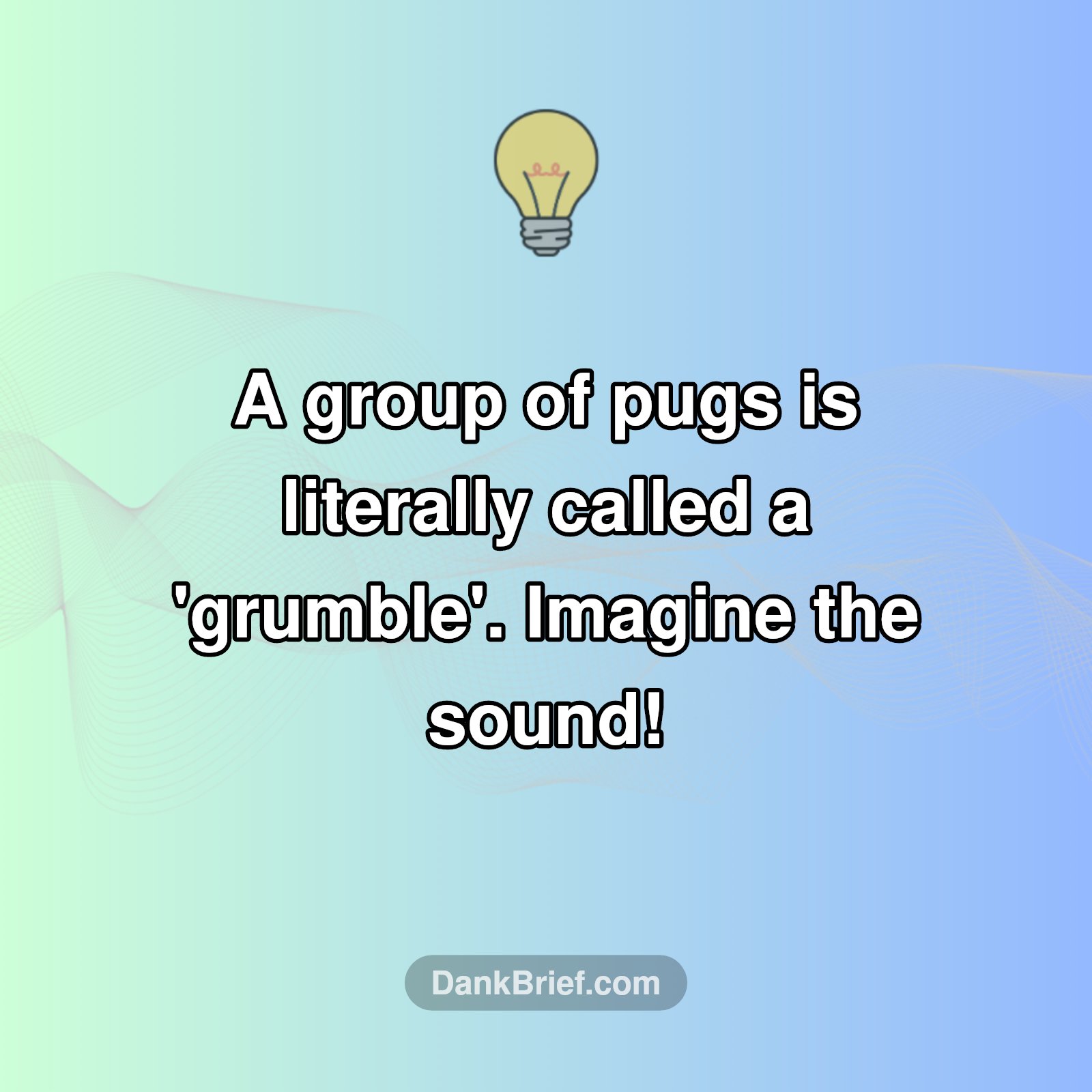 A Grumble of Pugs?!