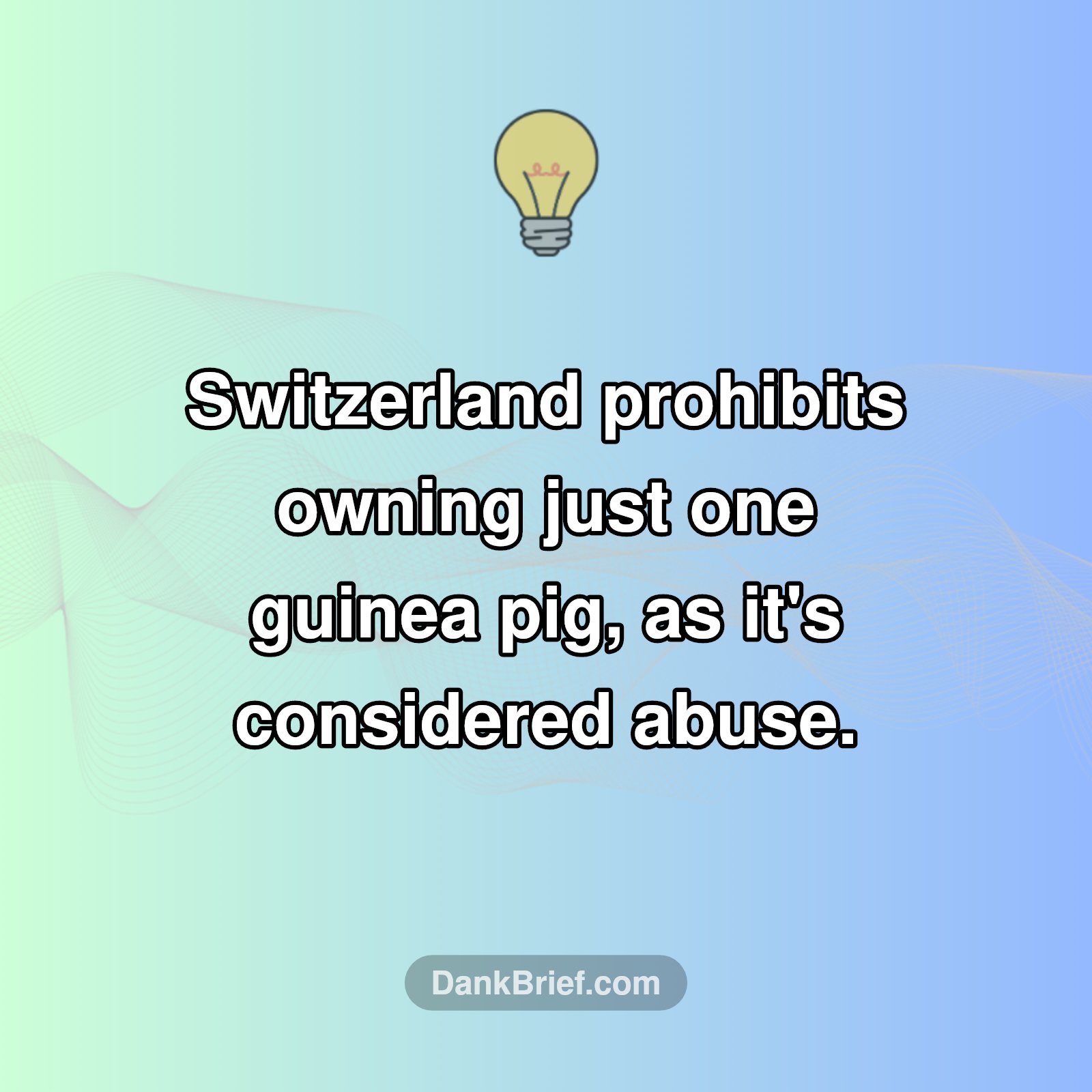 Swiss Laws for Guinea Pigs?!