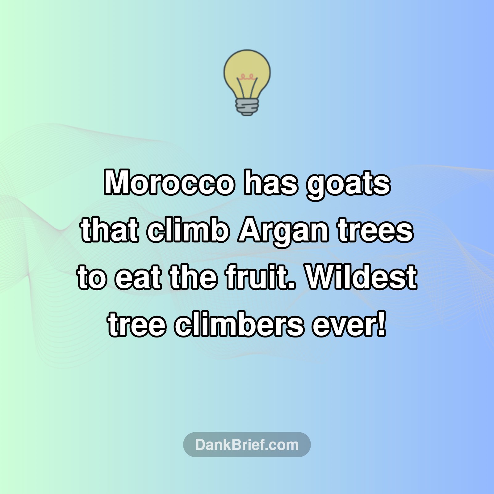 Goats... In Trees?!