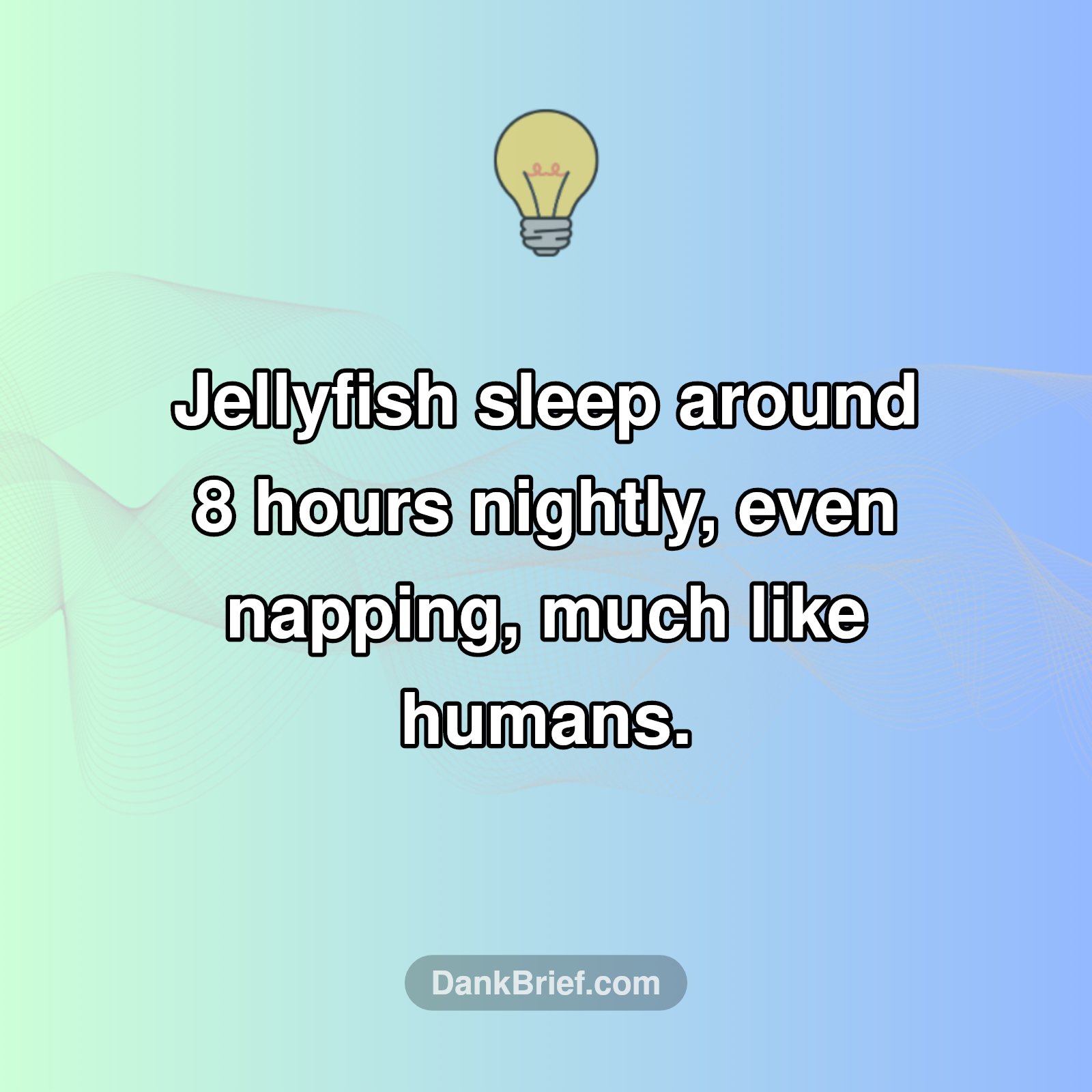 Seriously? Jellyfish Sleep?!