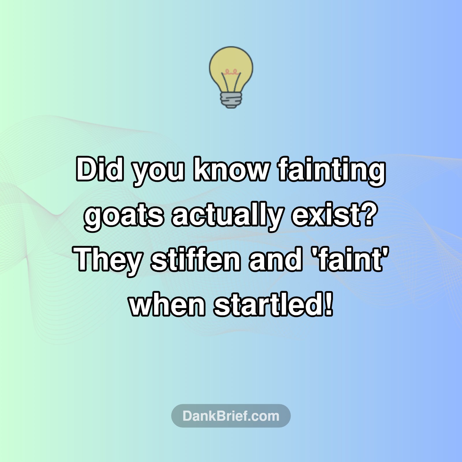 Goats Fainting: Not Just a TikTok Trend!