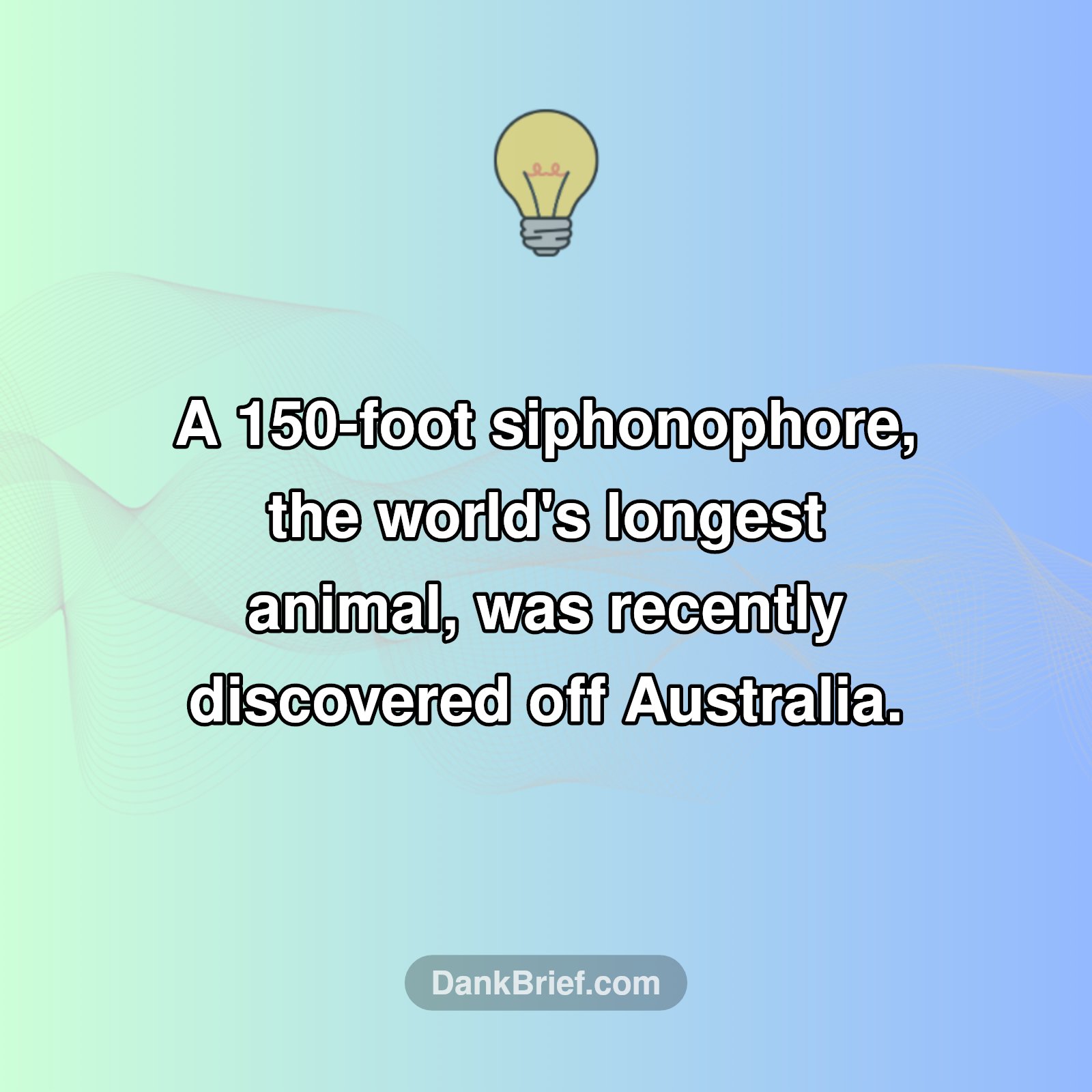 Deep-Sea Giants: Meet Earth's New Longest Animal!