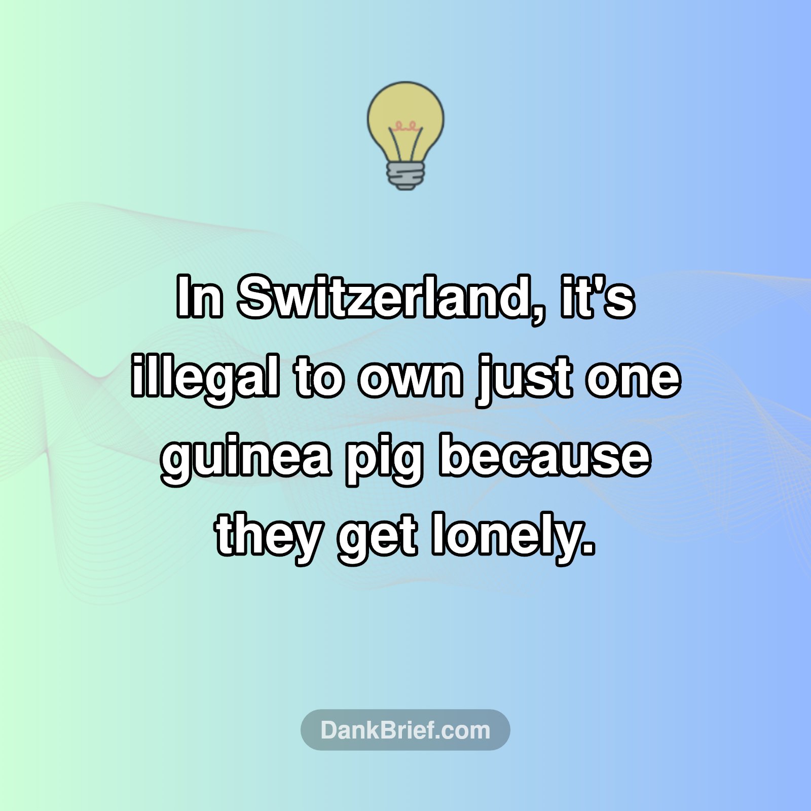 Swiss Law Says What?!