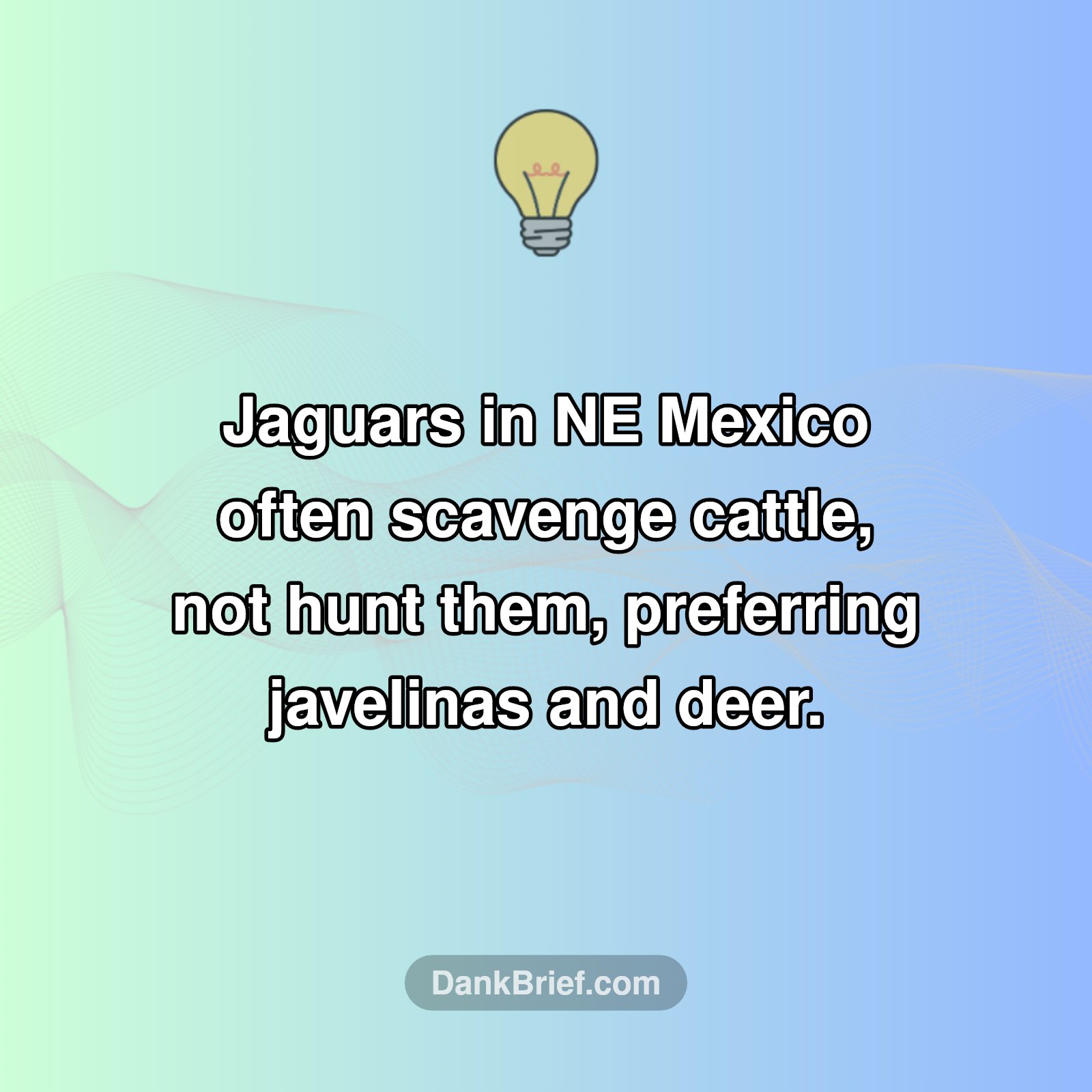 Jaguar's Surprising Menu!