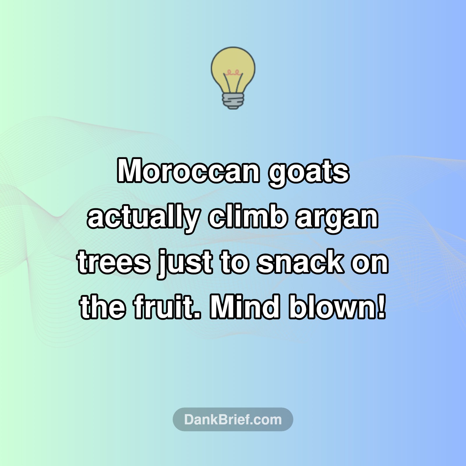 Tree-Climbing Goats?! Morocco's Wild Secret!