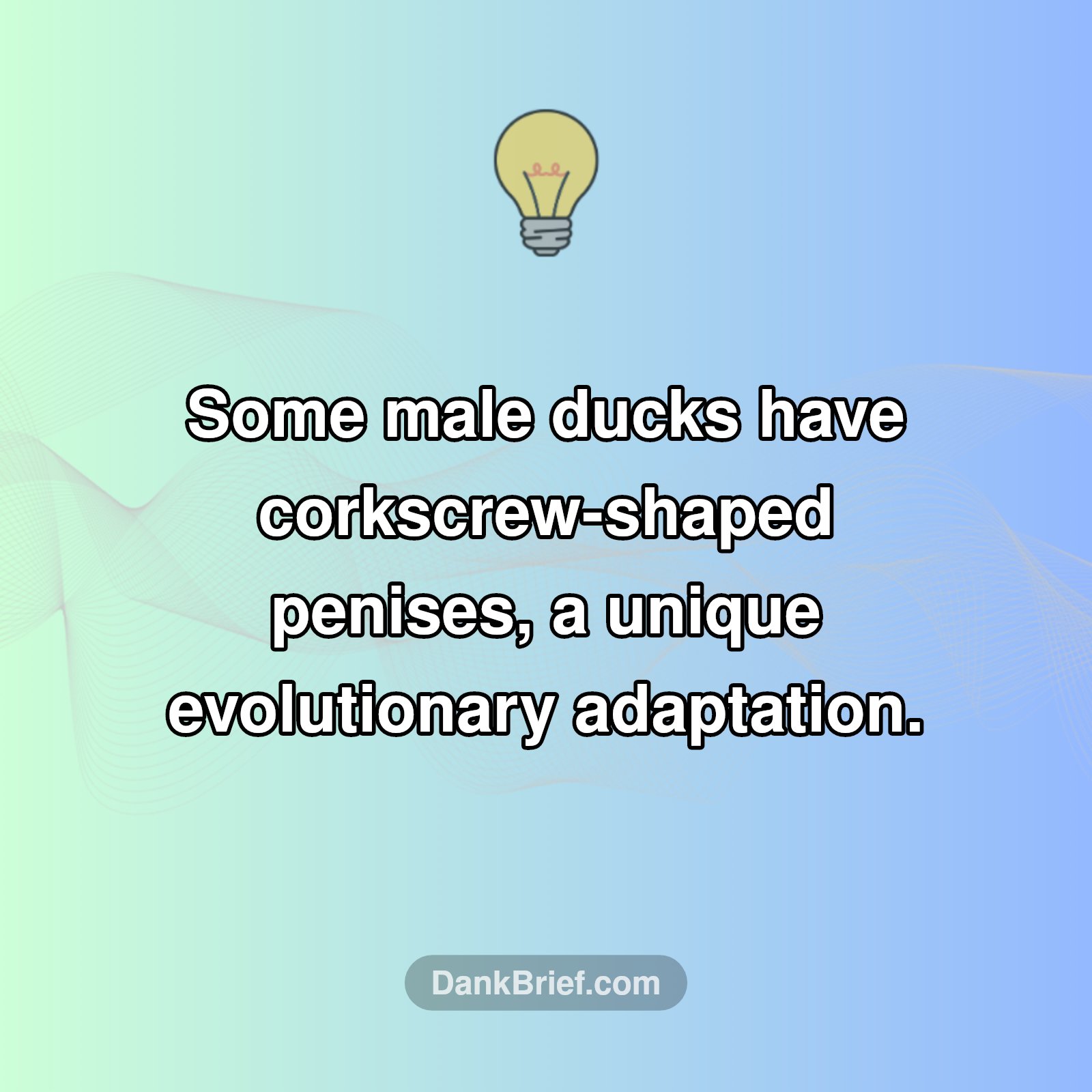 Ducks Got WILD Anatomy!