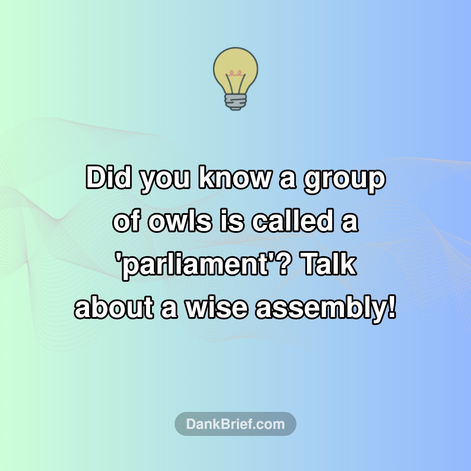 Hoo's In Session?