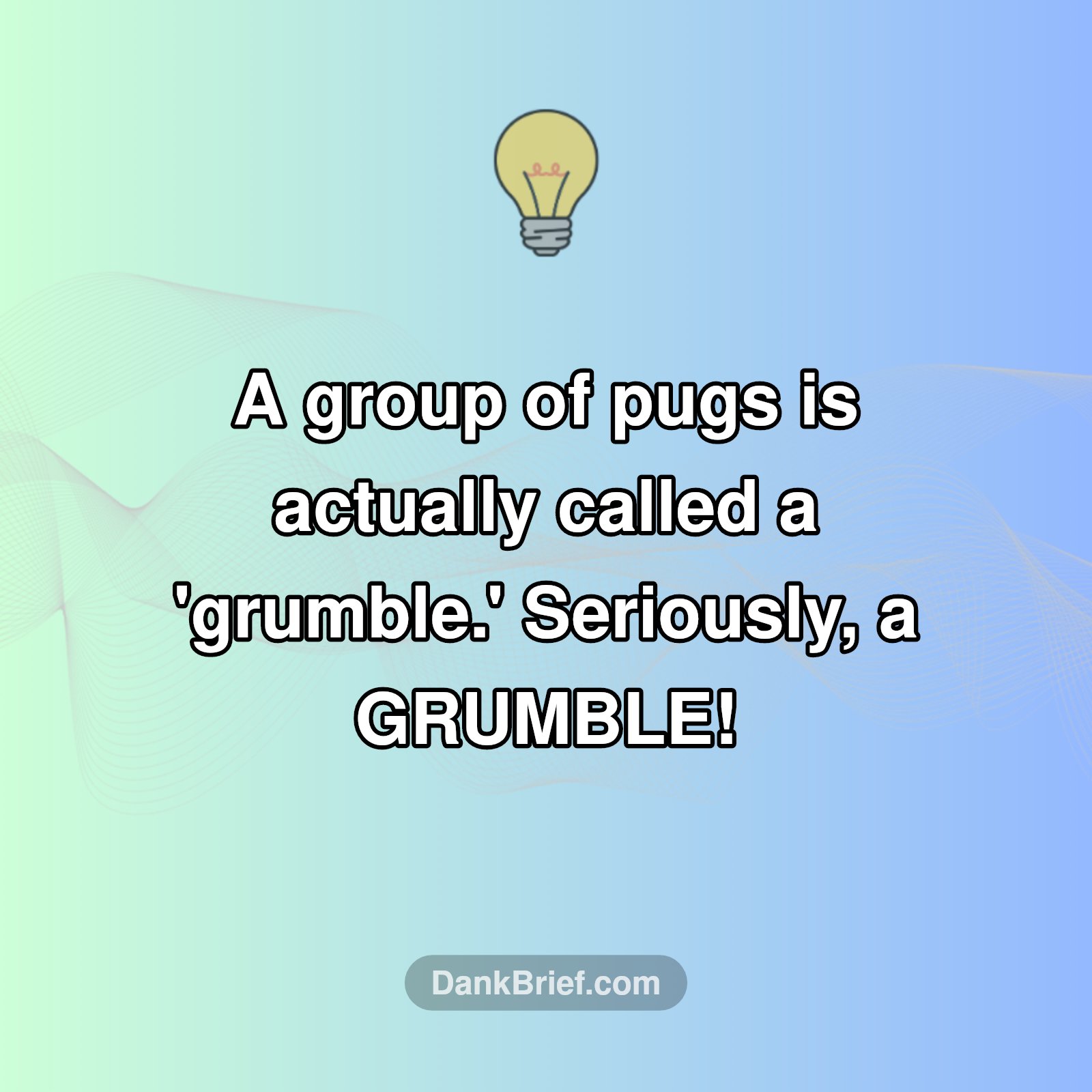 Pug Squad Goals