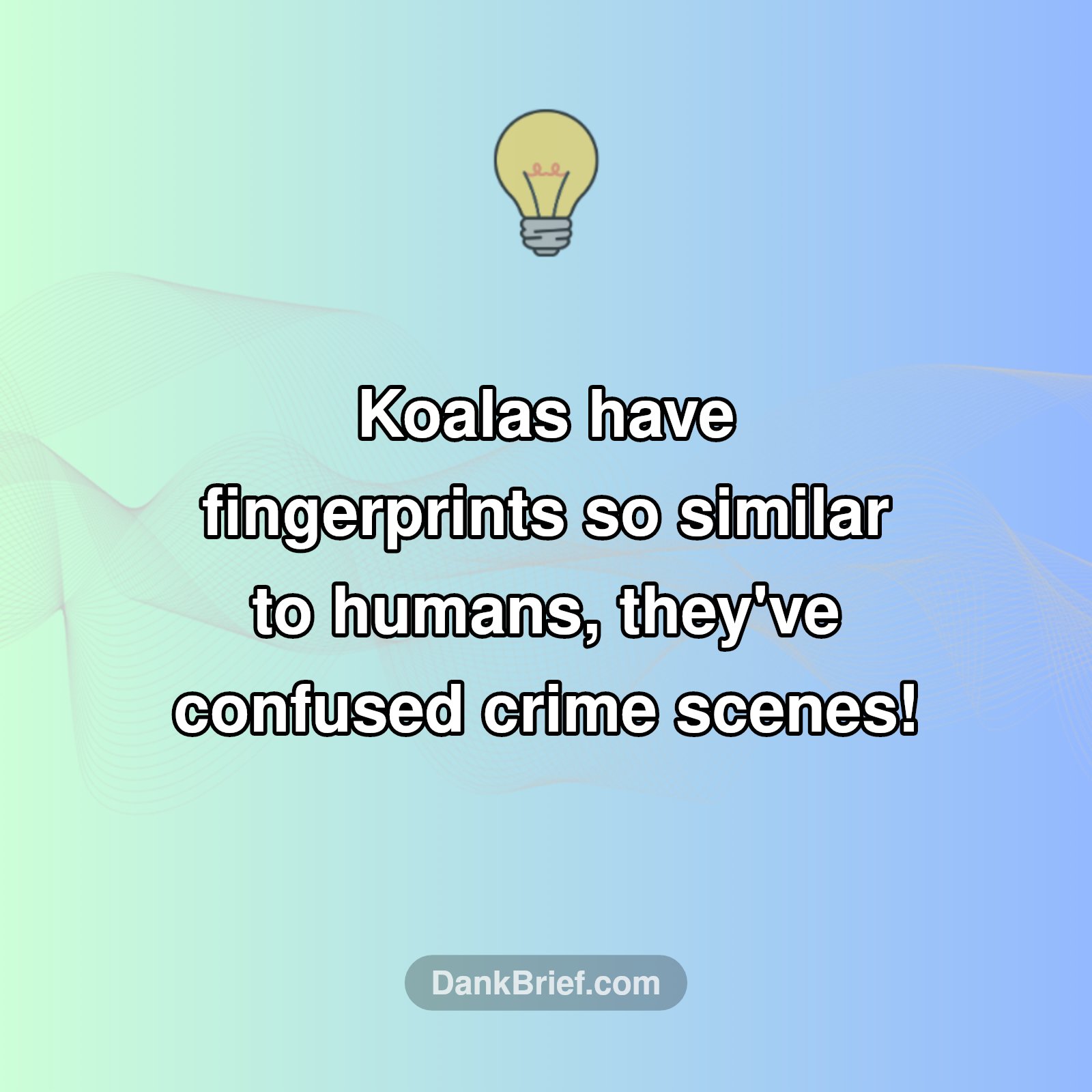 WTF?! Koala Fingerprints!?