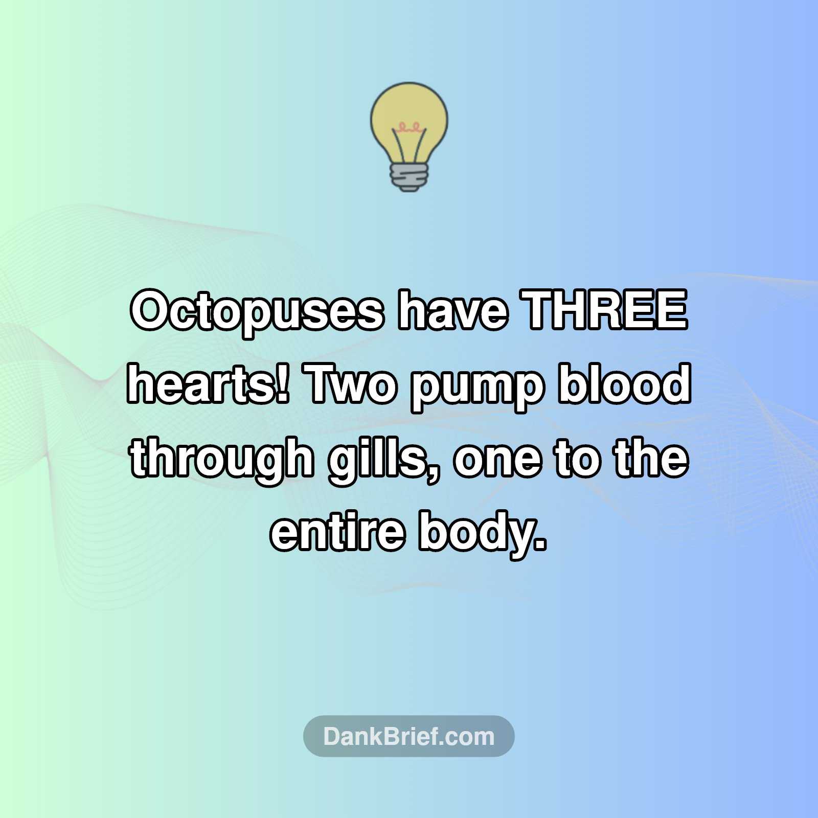 Mind Blown: Octopuses Have HOW Many Hearts?!
