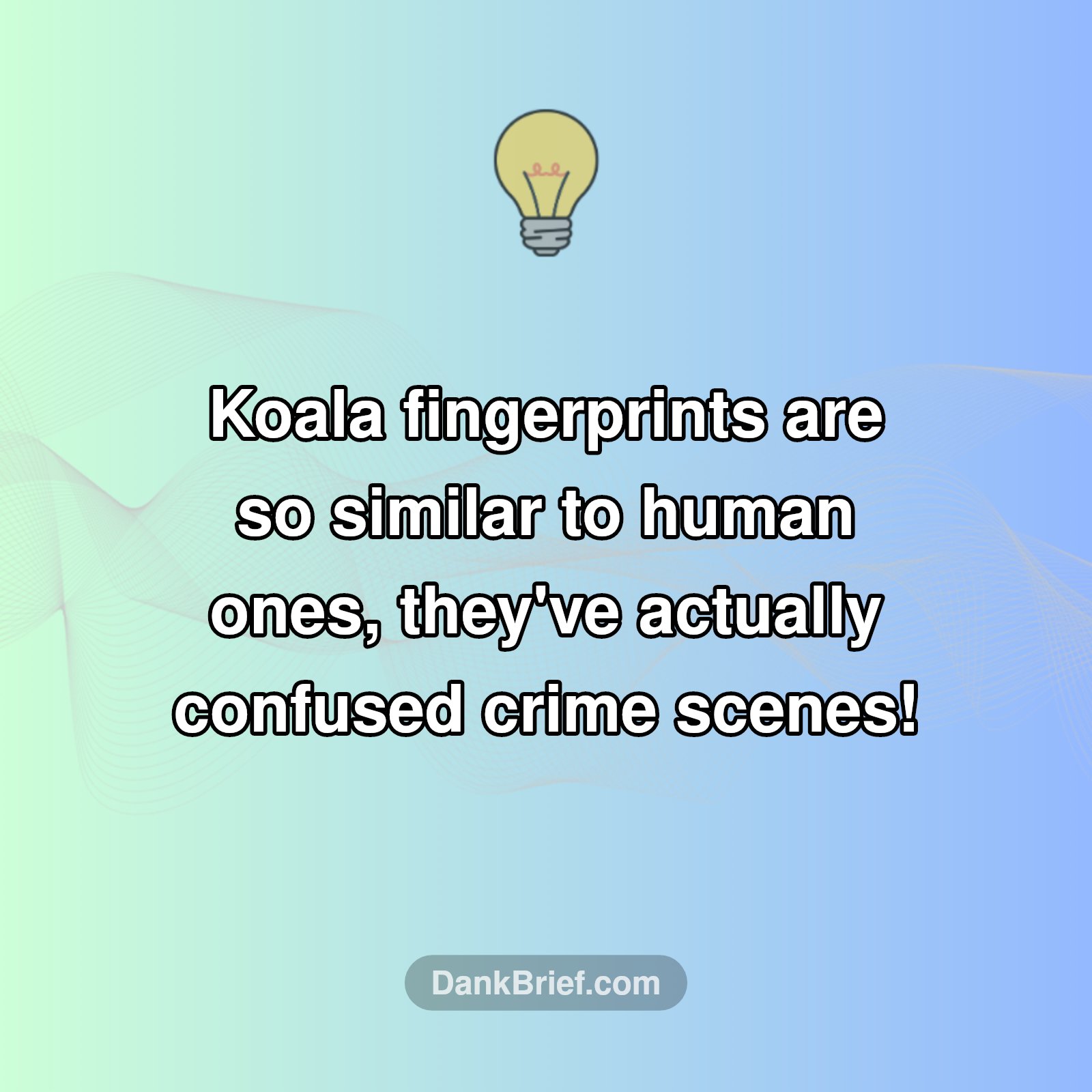 Mind Blown: Koalas Are Sneaky!