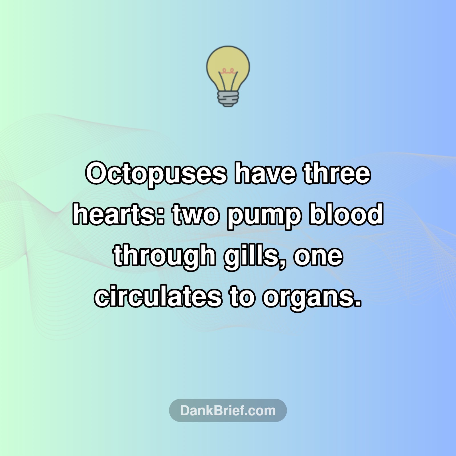 Mind Blown: Octopuses Have HOW MANY Hearts?!