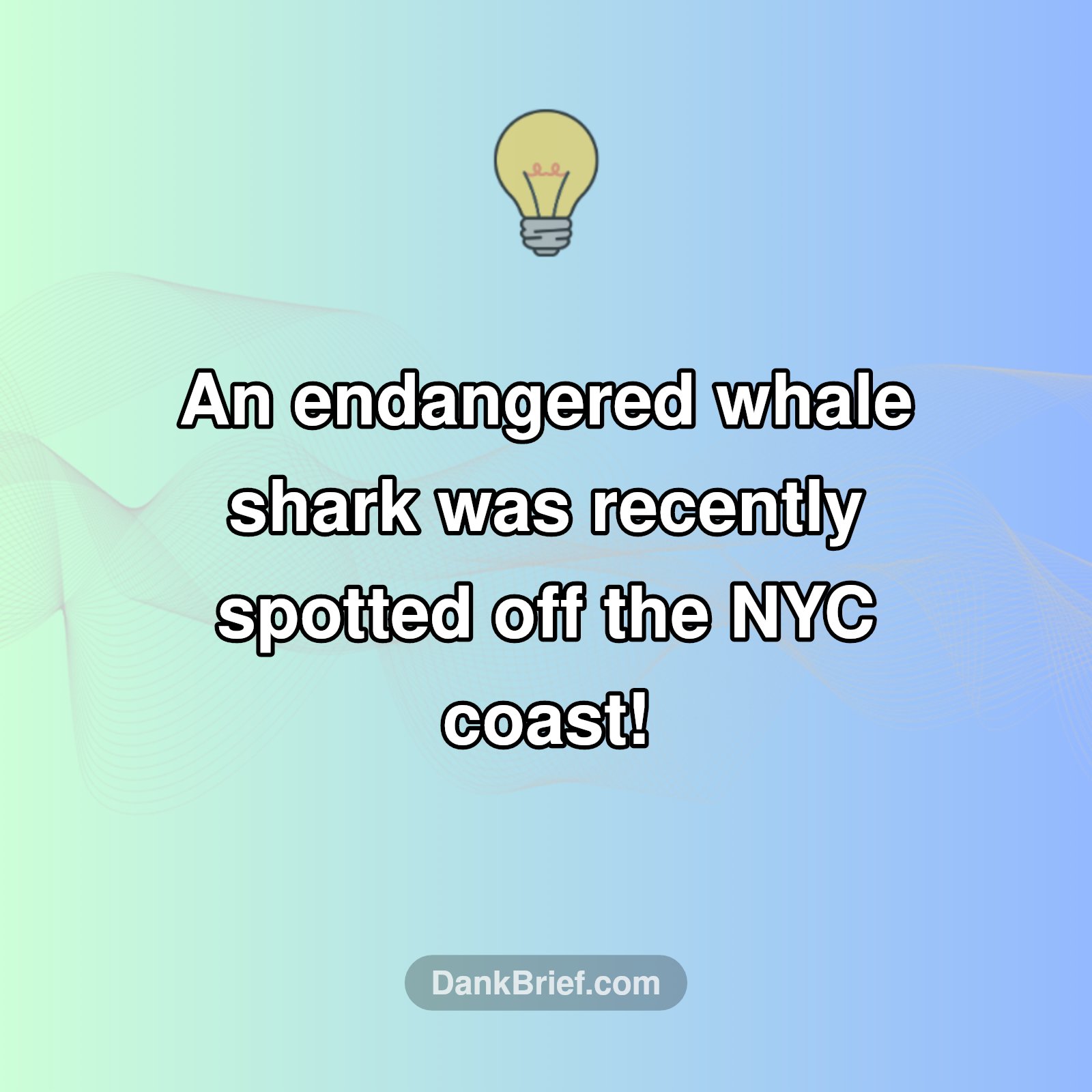 NYC's Ocean Surprise!