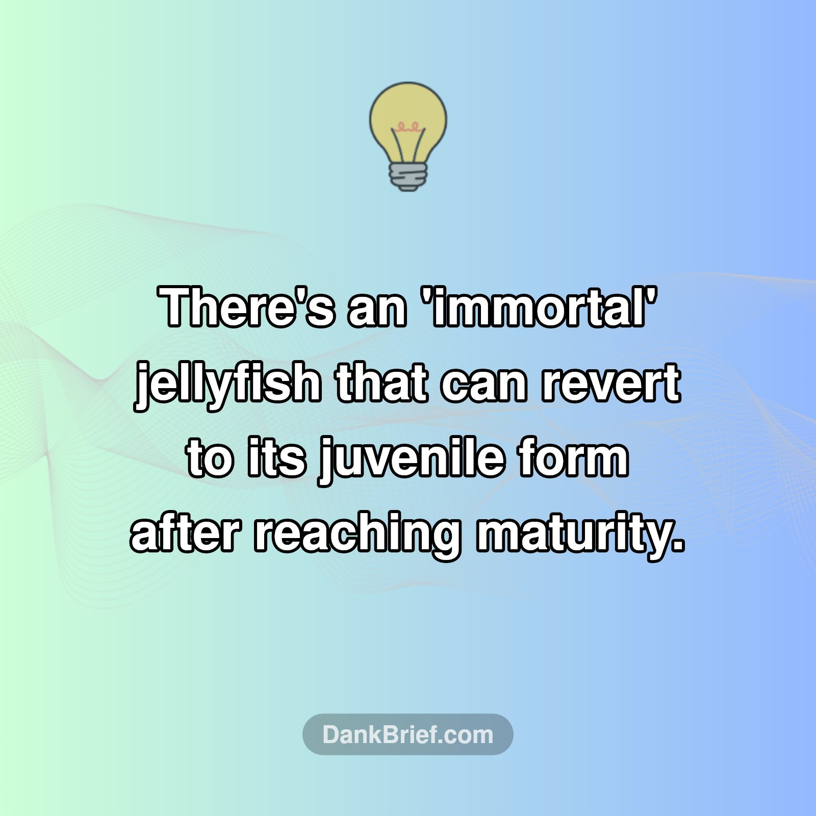 Wait, Is This Jellyfish Immortal?!