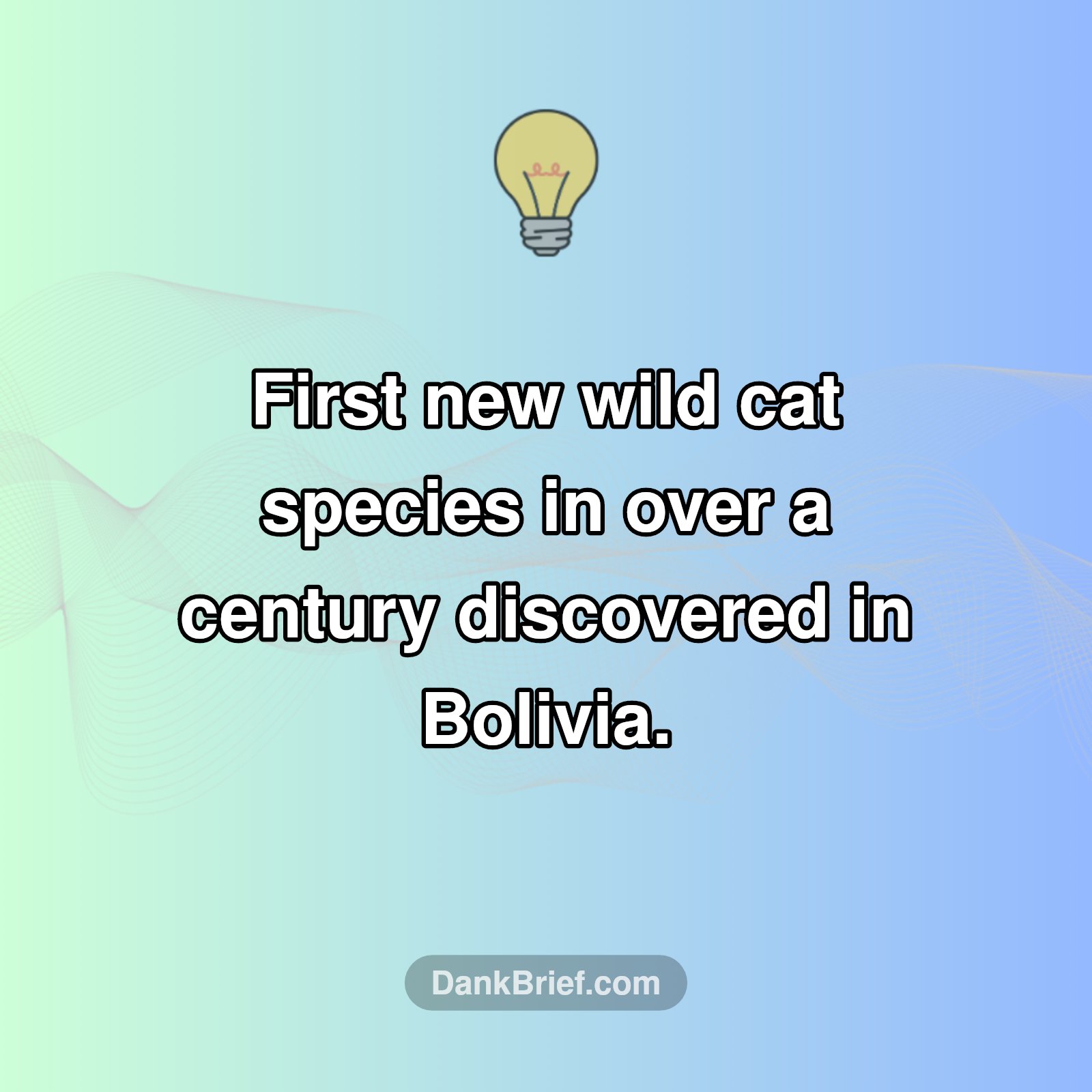 Hidden in Plain Sight: New Wild Cat Discovered!