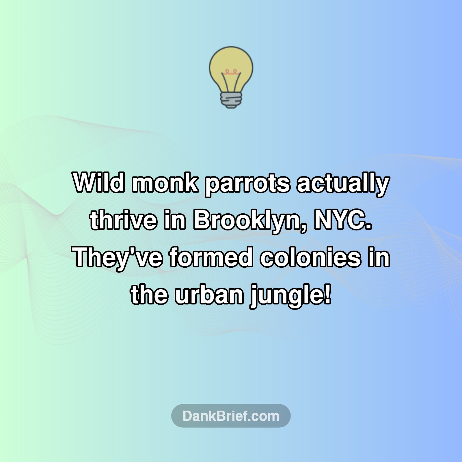 Wild Parrots Thrive in NYC!