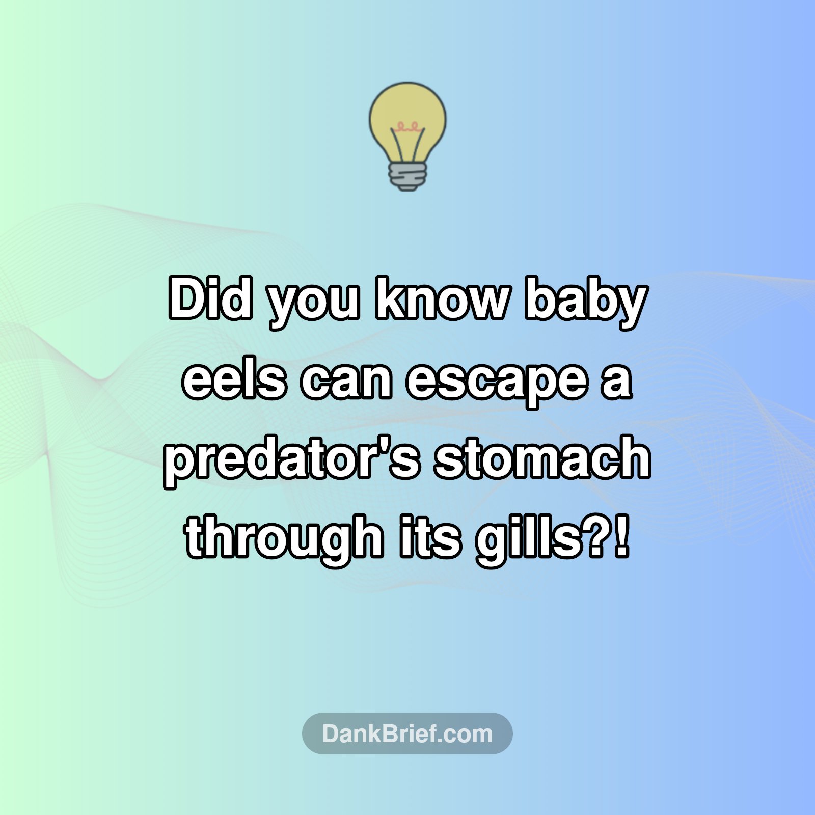 Eels: The Ultimate Escape Artists!