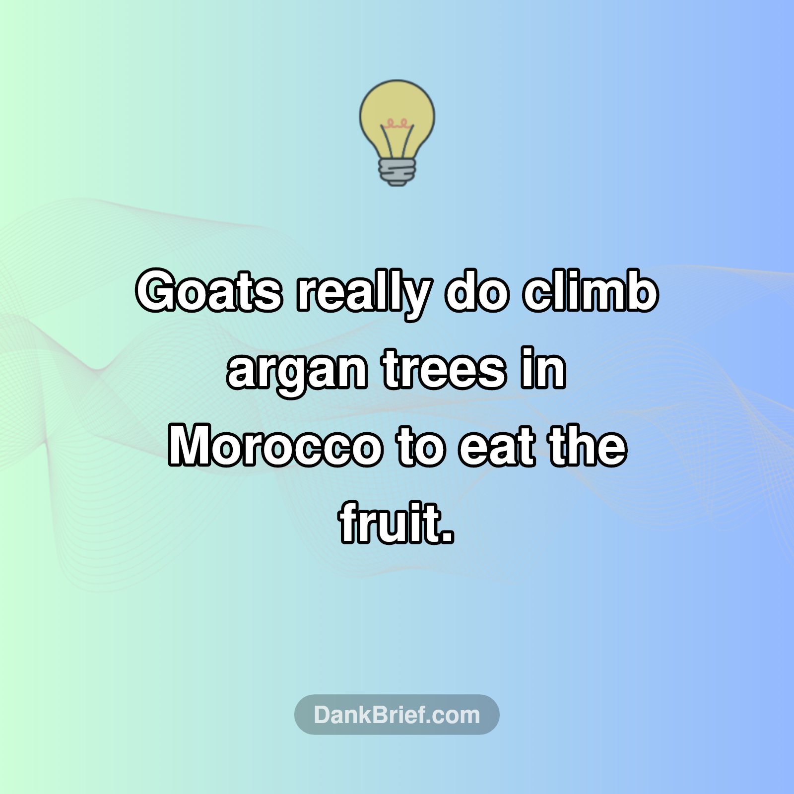 Mind Blown: Moroccan Goats Climb Trees!