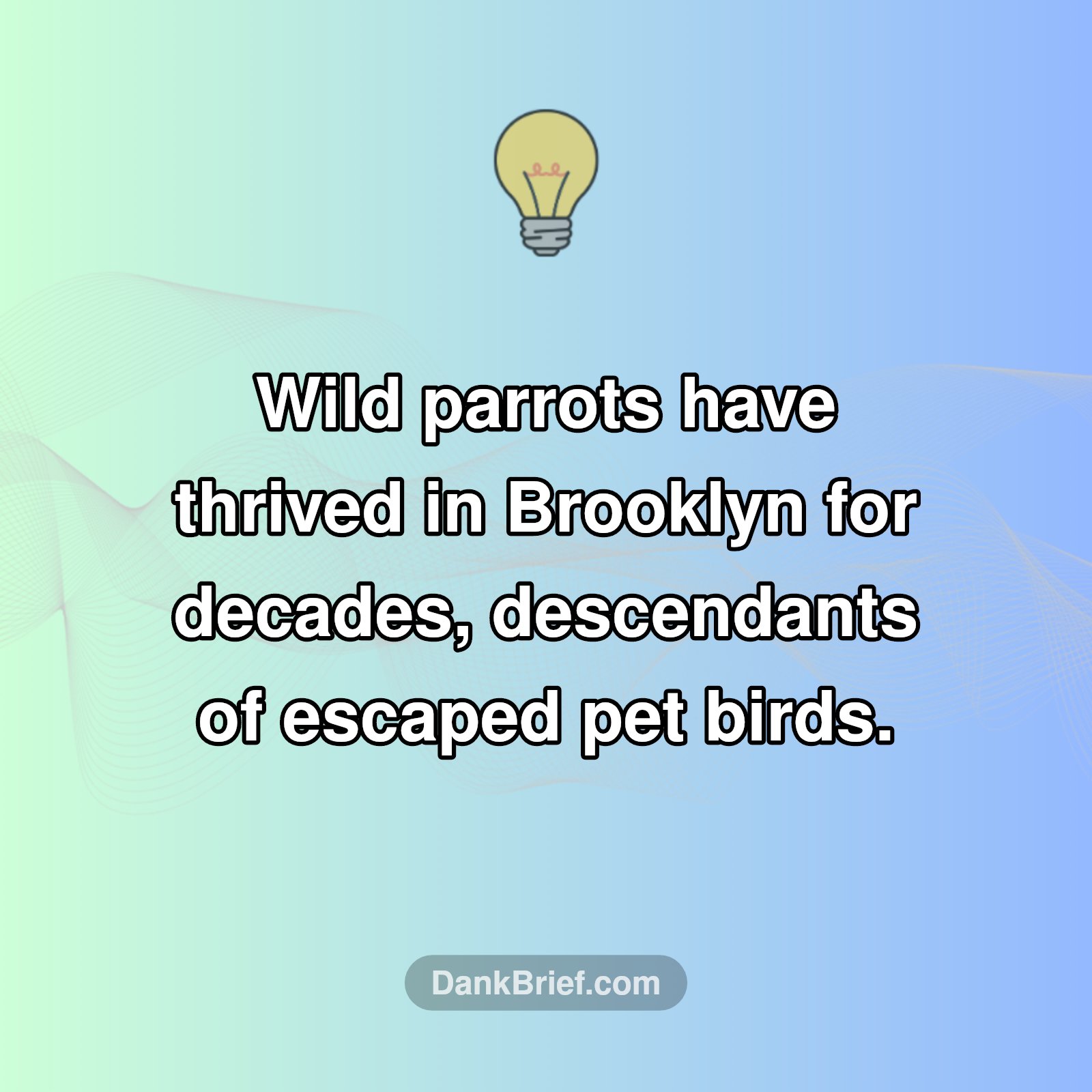 NYC's Secret Feathered Residents