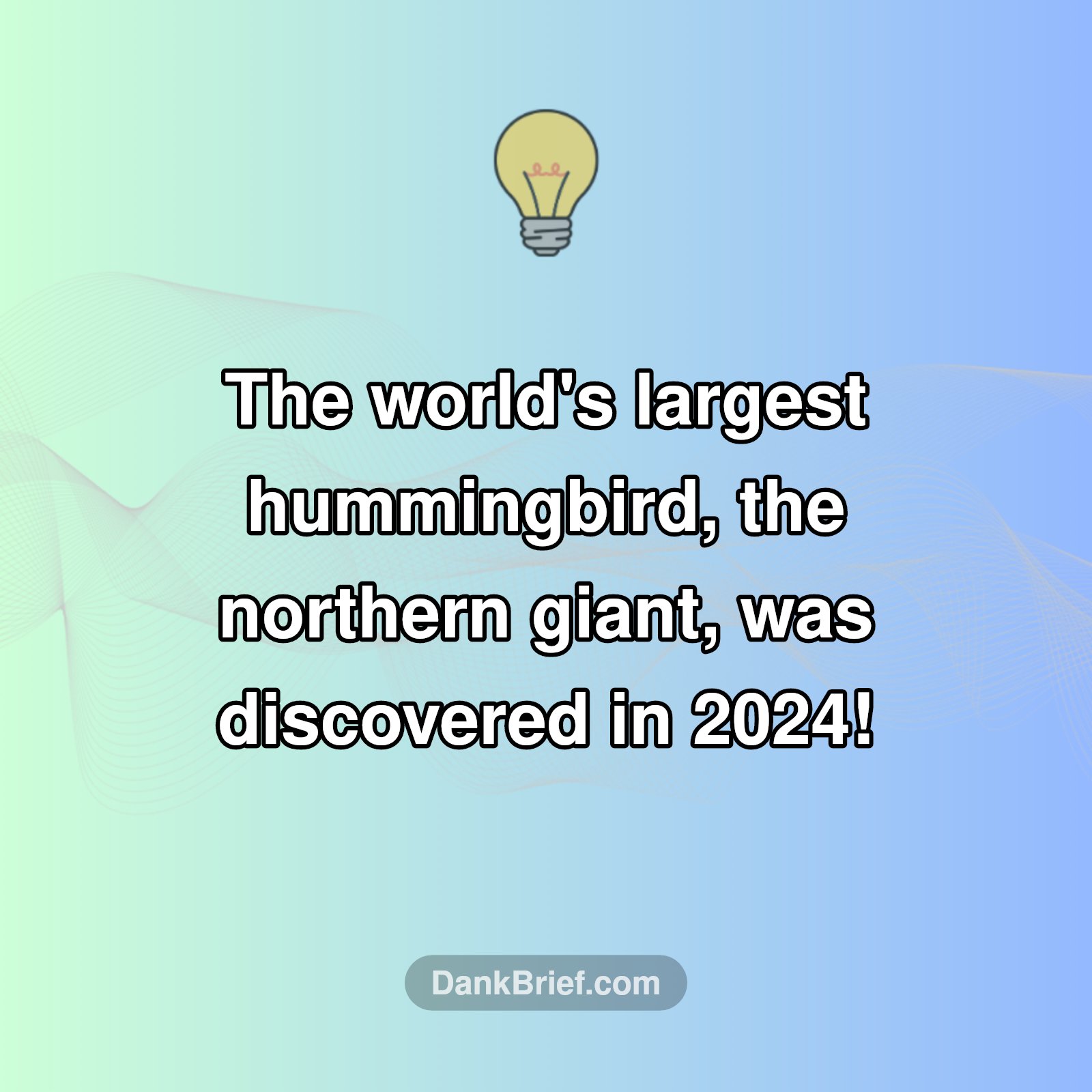 New Species Alert: Giant Hummingbird Discovered!