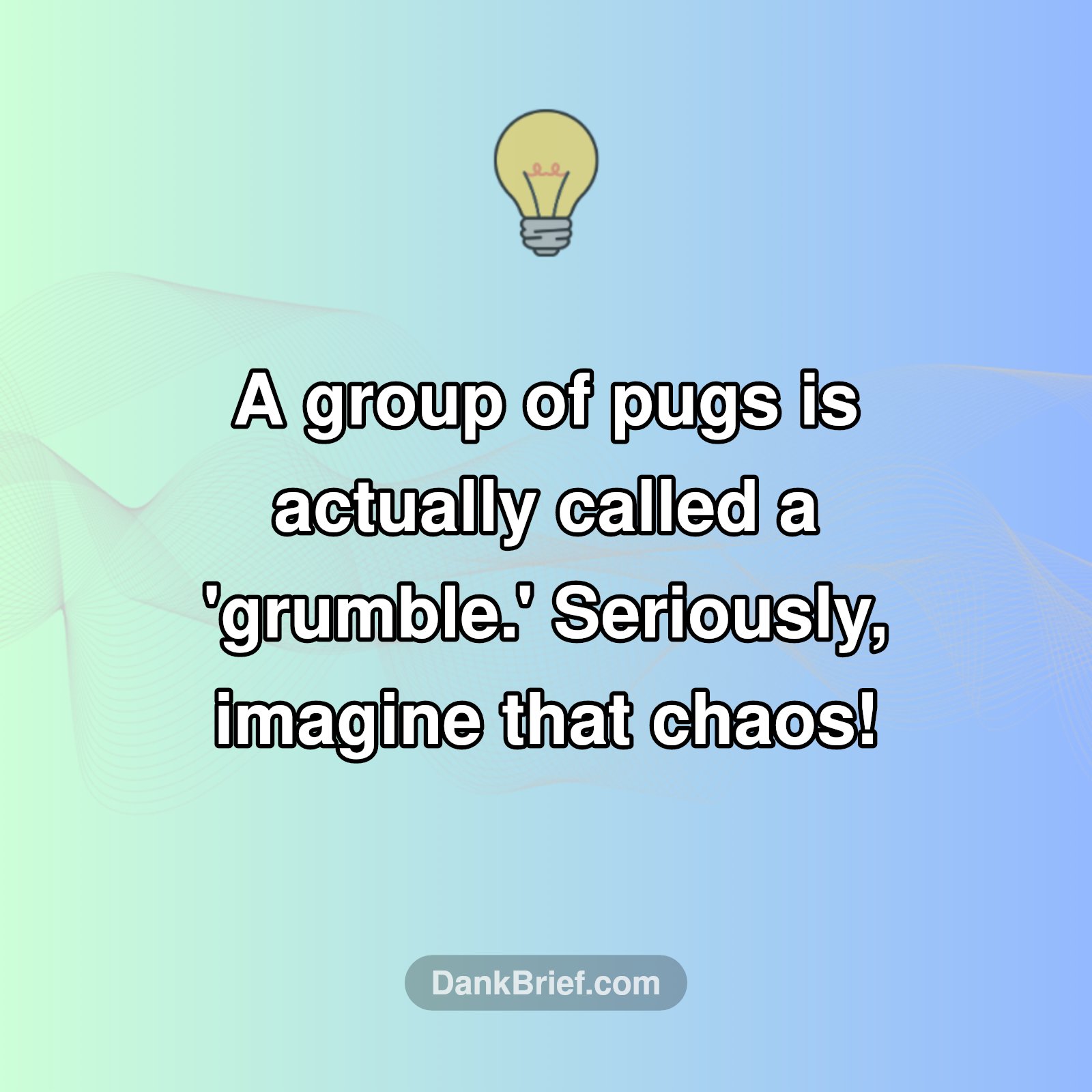 A 'Grumble' of Pugs?