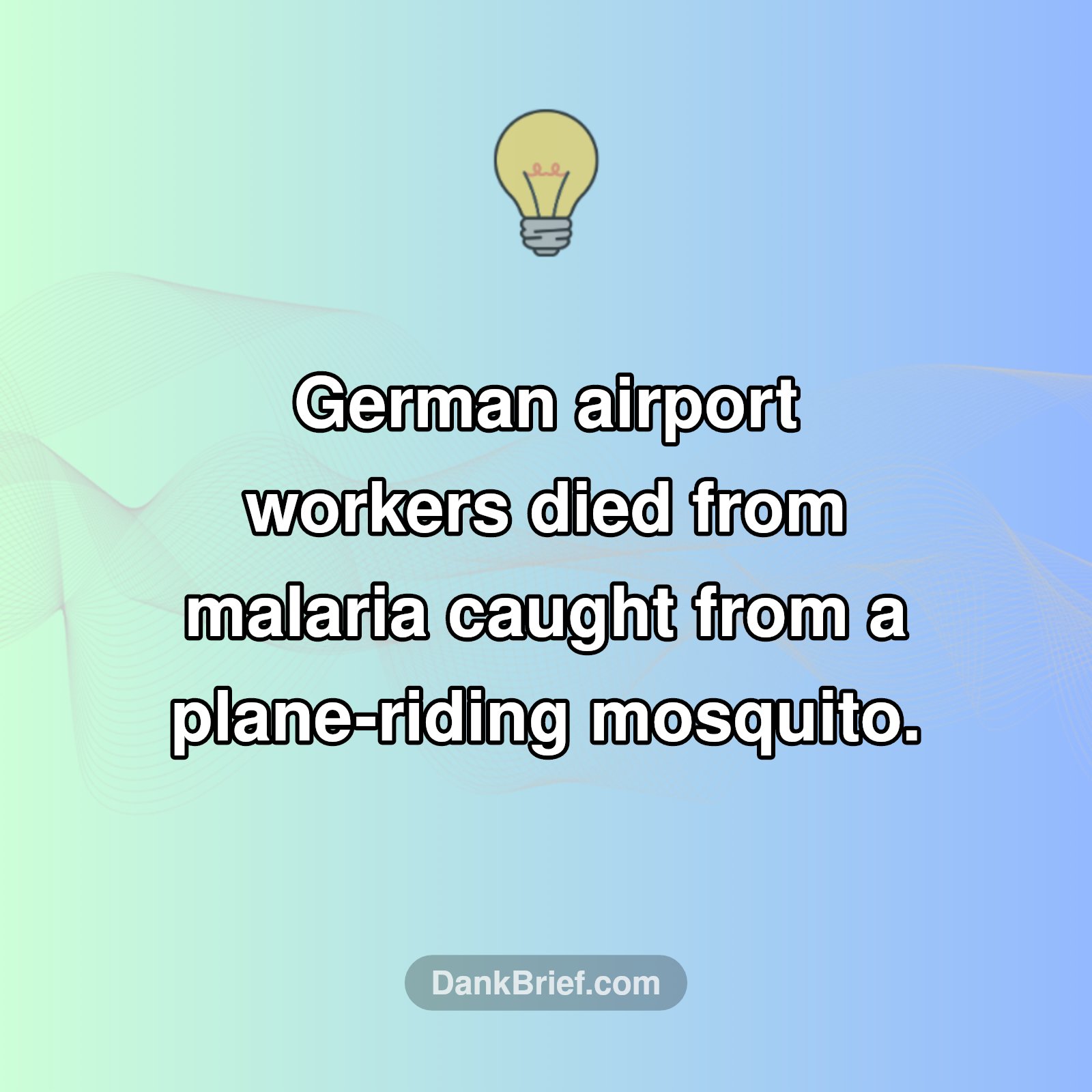 Mosquitoes on Board?!