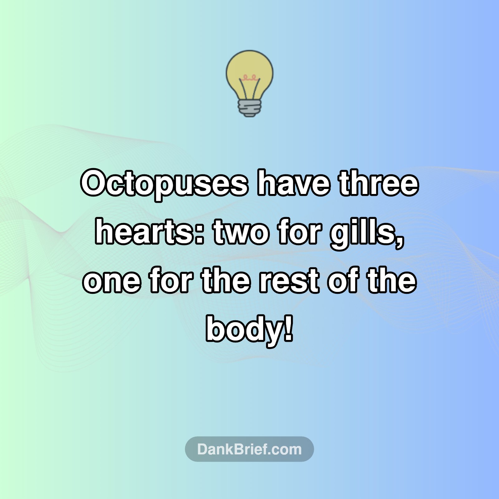 Heart-y Cephalopods!