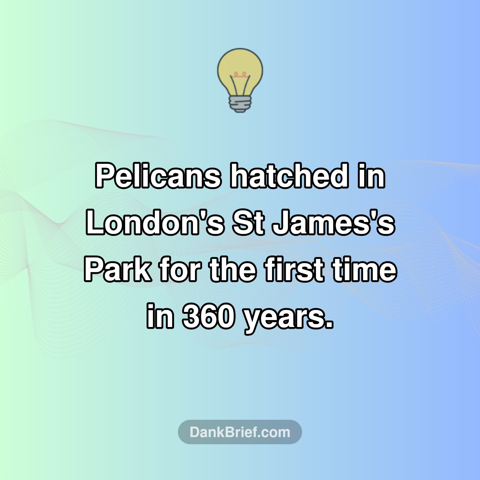 Nature's Comeback: London's Historic Pelican Hatchlings!