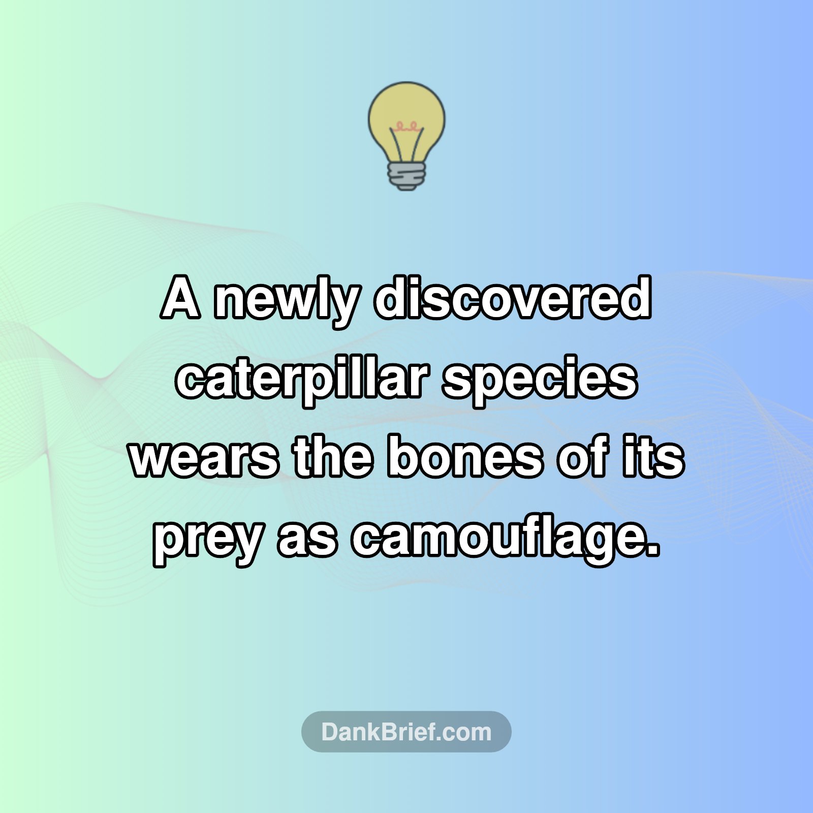 Nature's Spookiest Fashion: The Bone Collector Caterpillar!