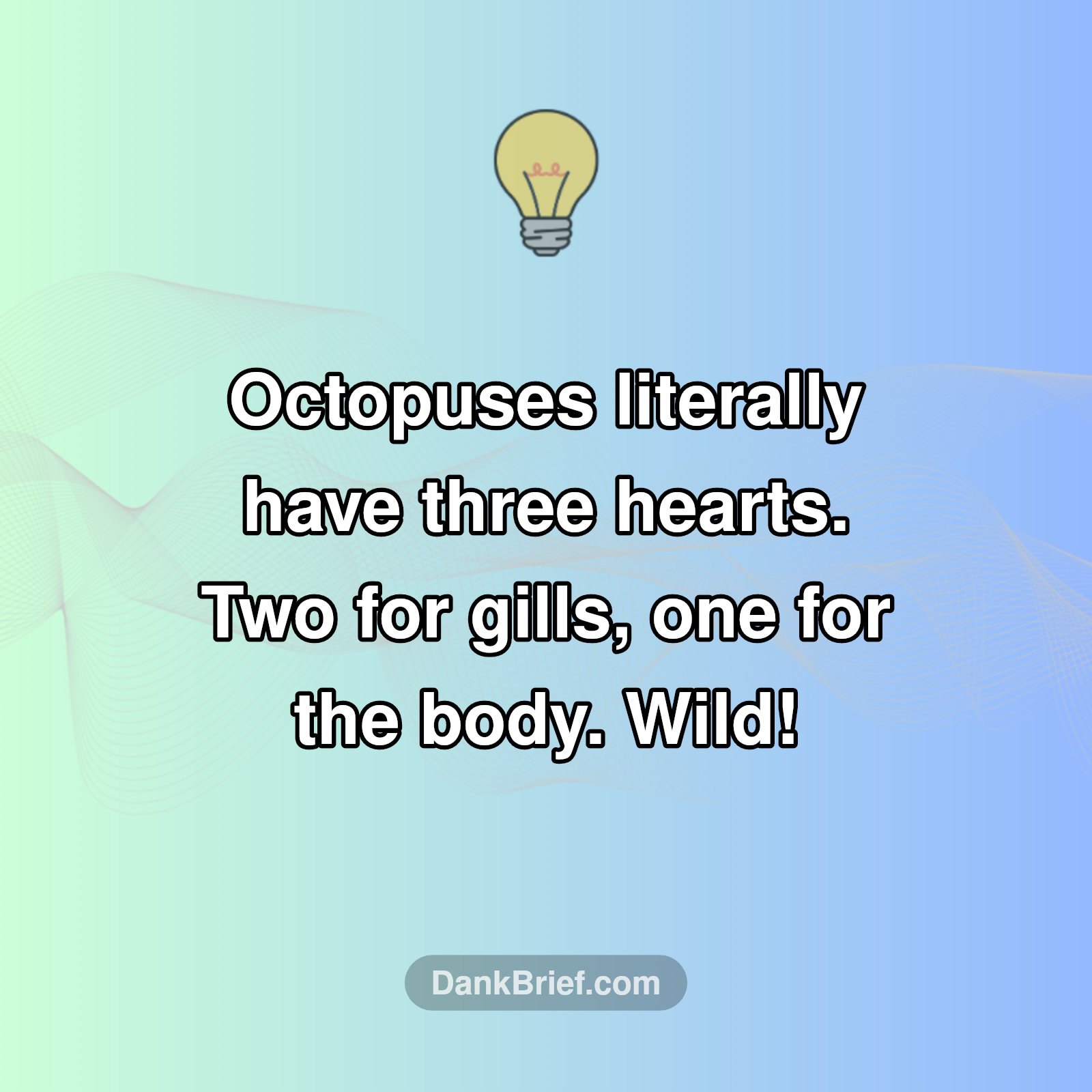 WTF?! Octopuses Are Built Different!