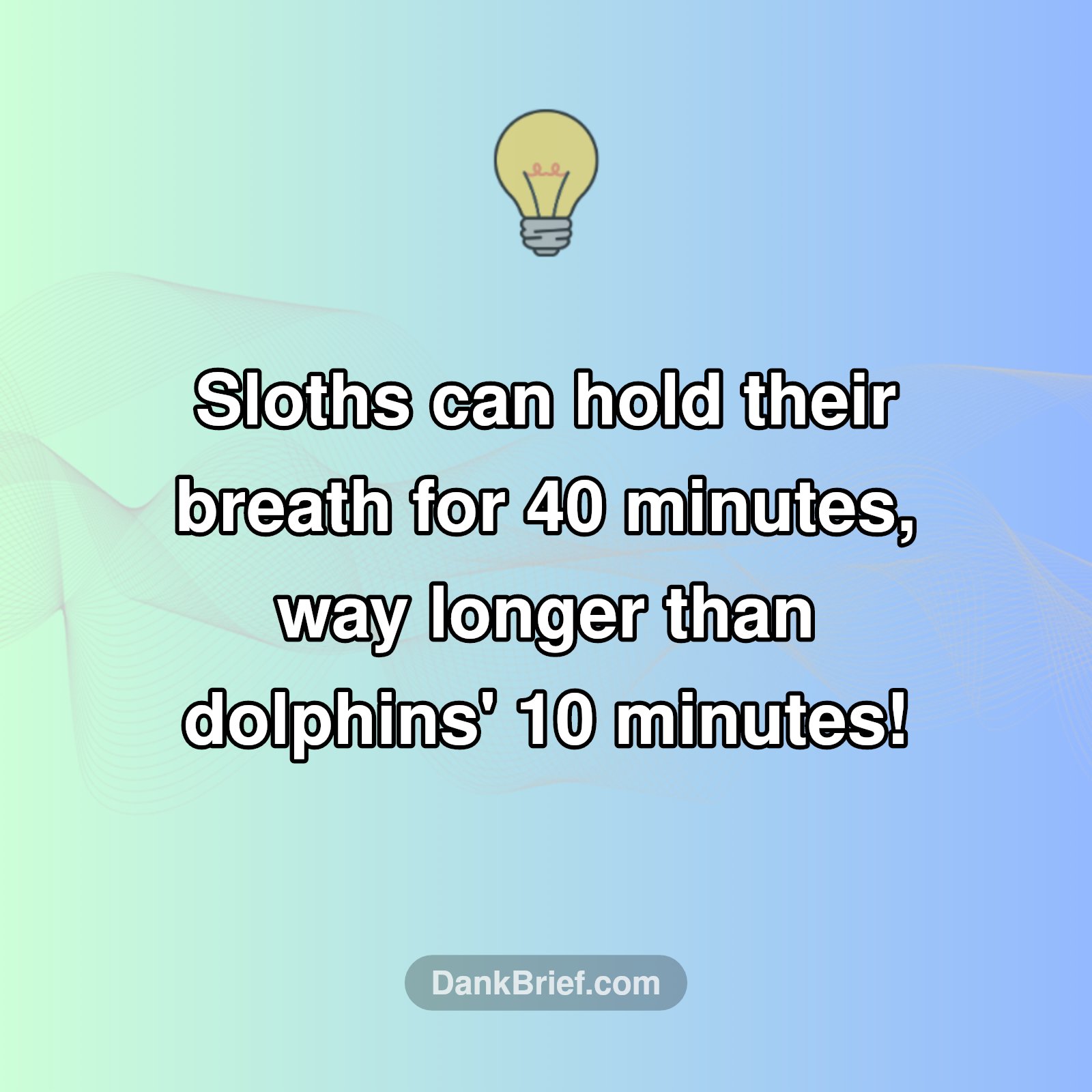 Mind Blown: Sloths vs. Dolphins!