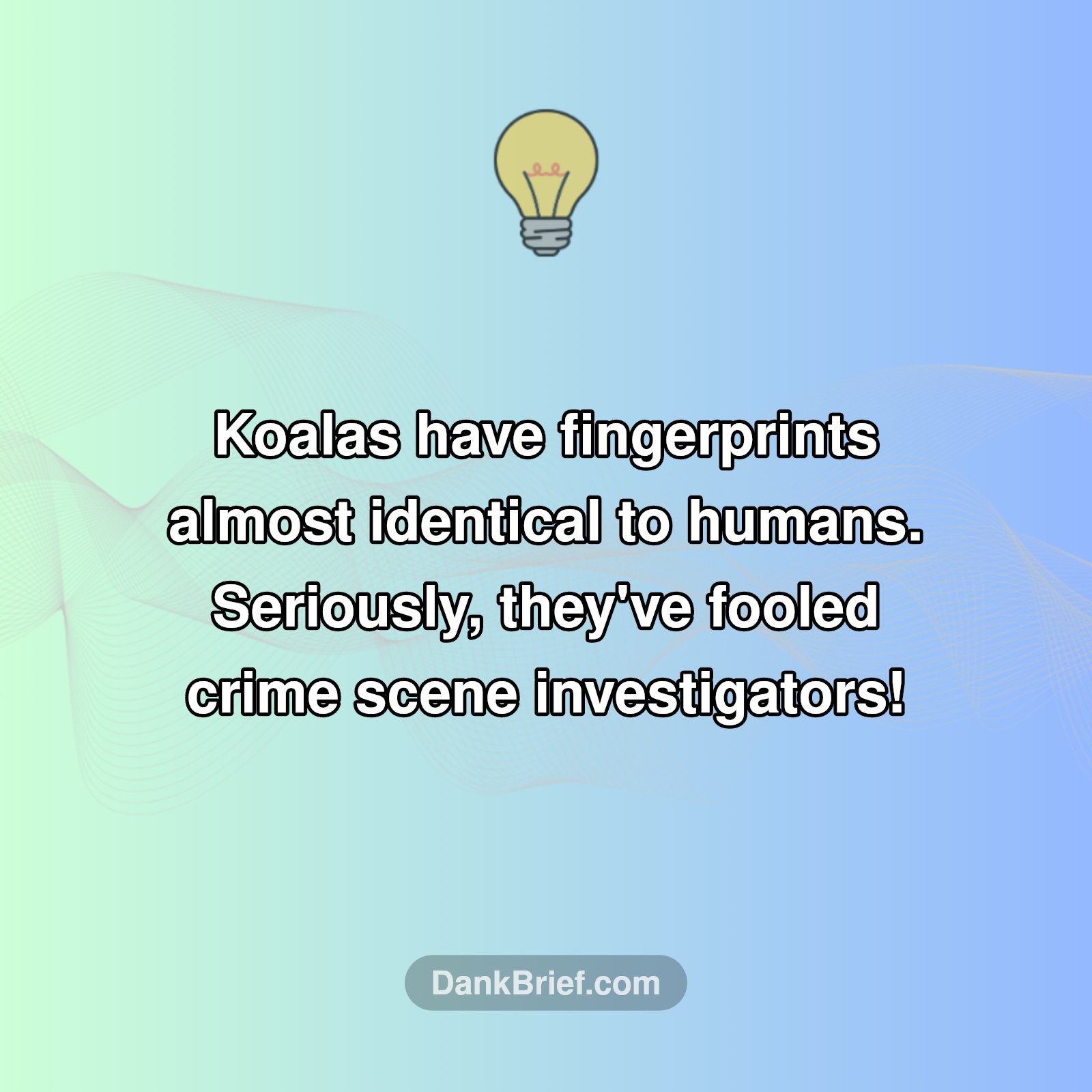 Koalas: Secret Agents?