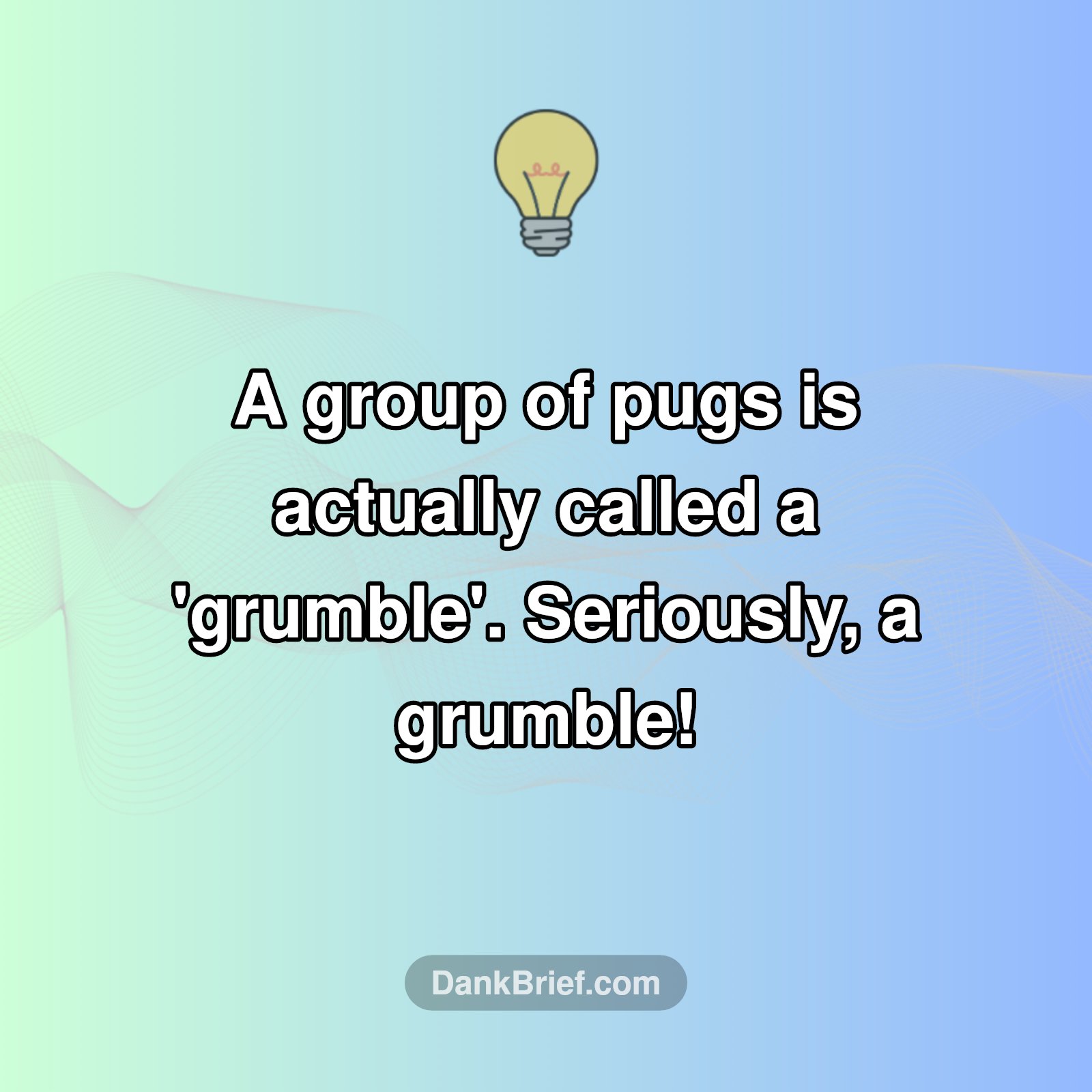Pug Lovers, Assemble!