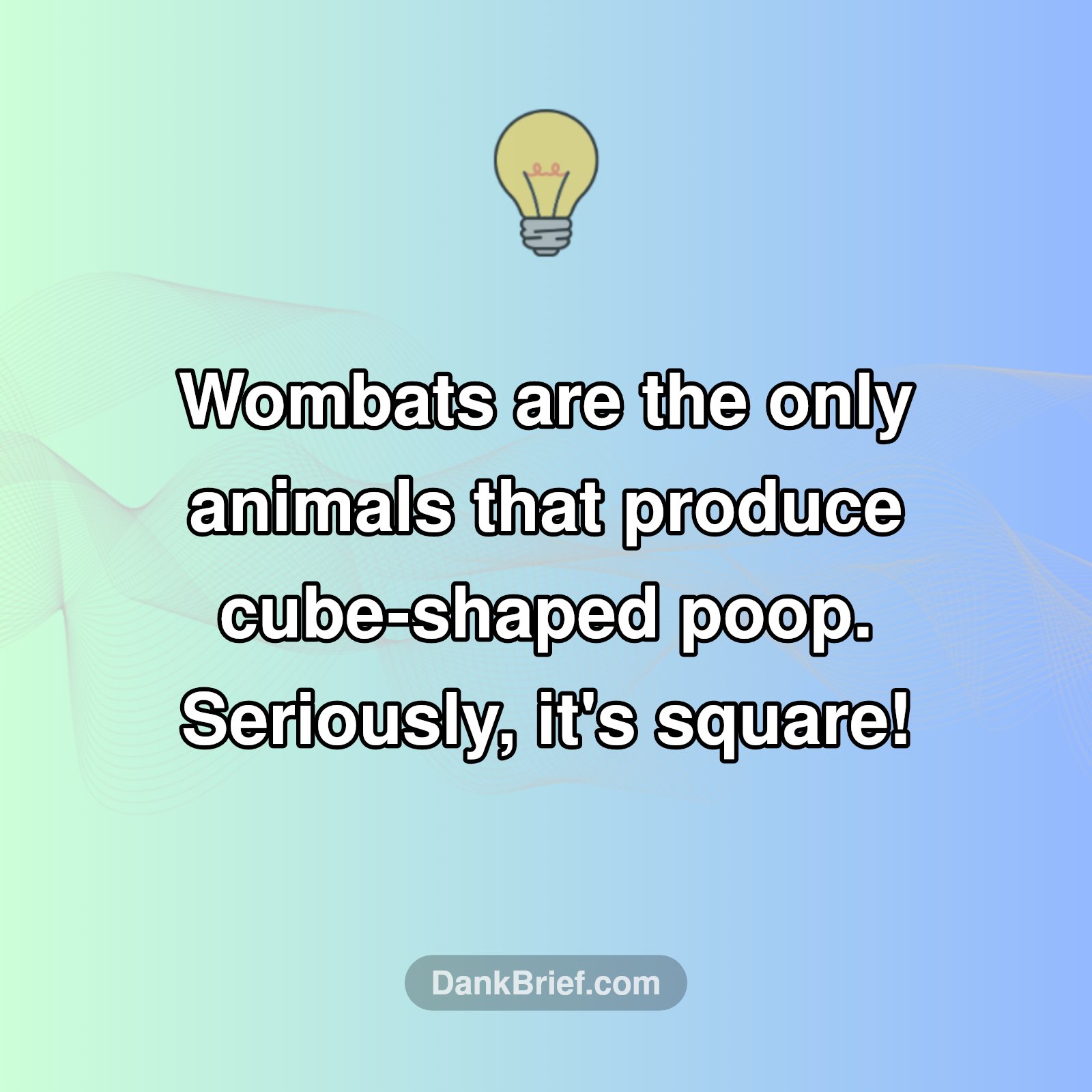 Wait, What?! Wombat Poop's Wild Shape