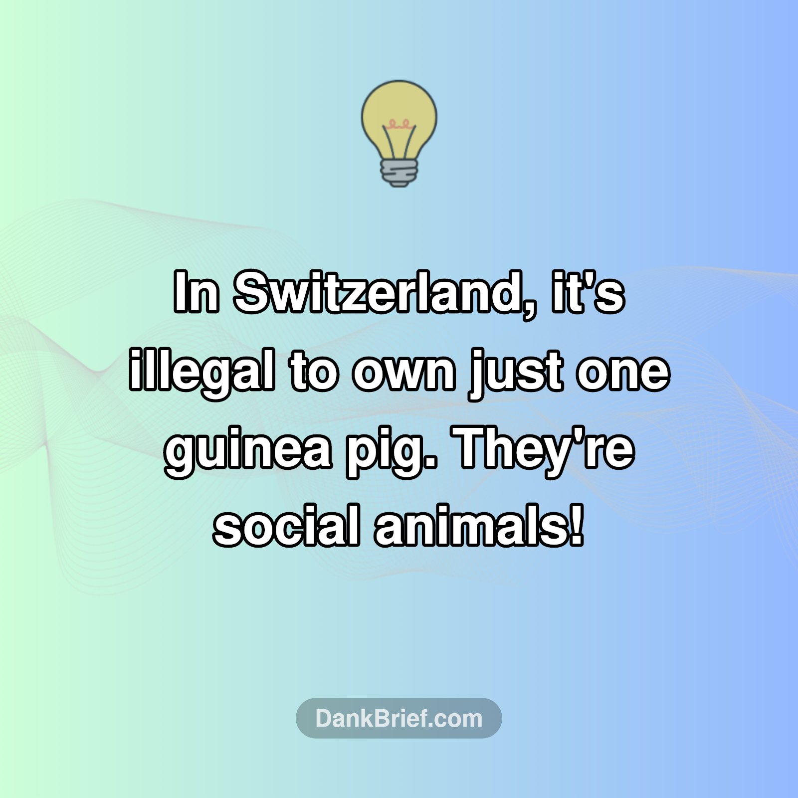 Switzerland's Weird Pet Law!