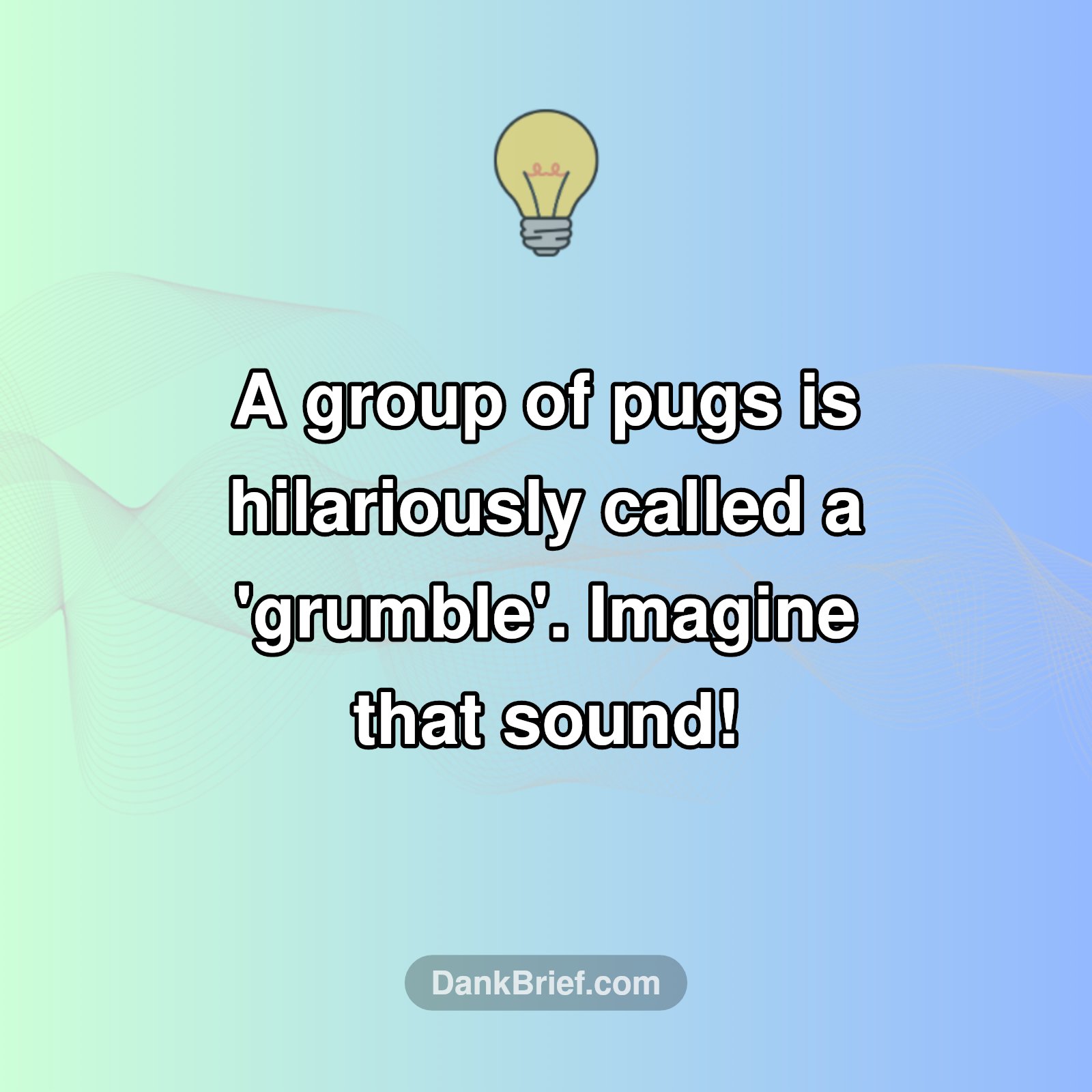 Pug Power!
