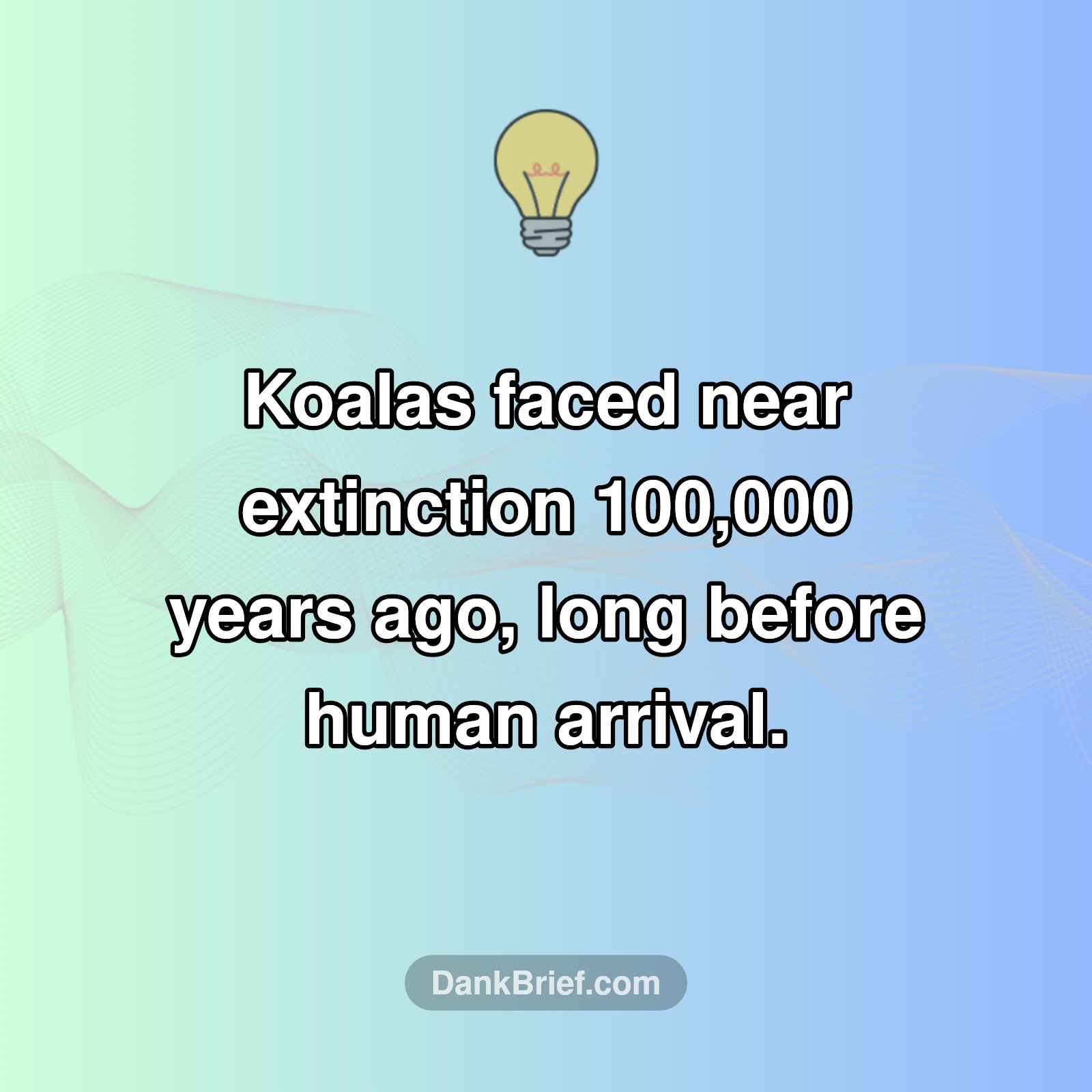 Koala's Ancient Secret!