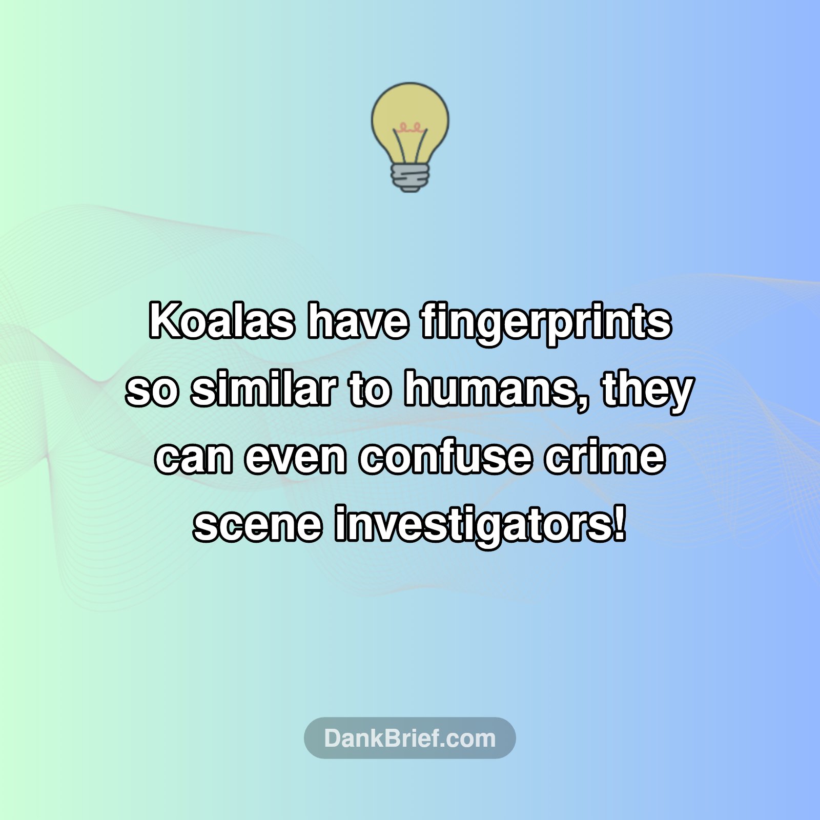 Koala Fingerprint Mystery!