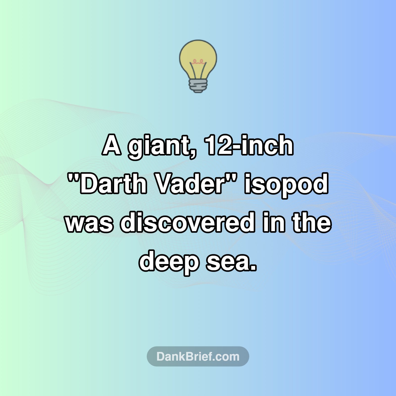 Deep-Sea Discovery!