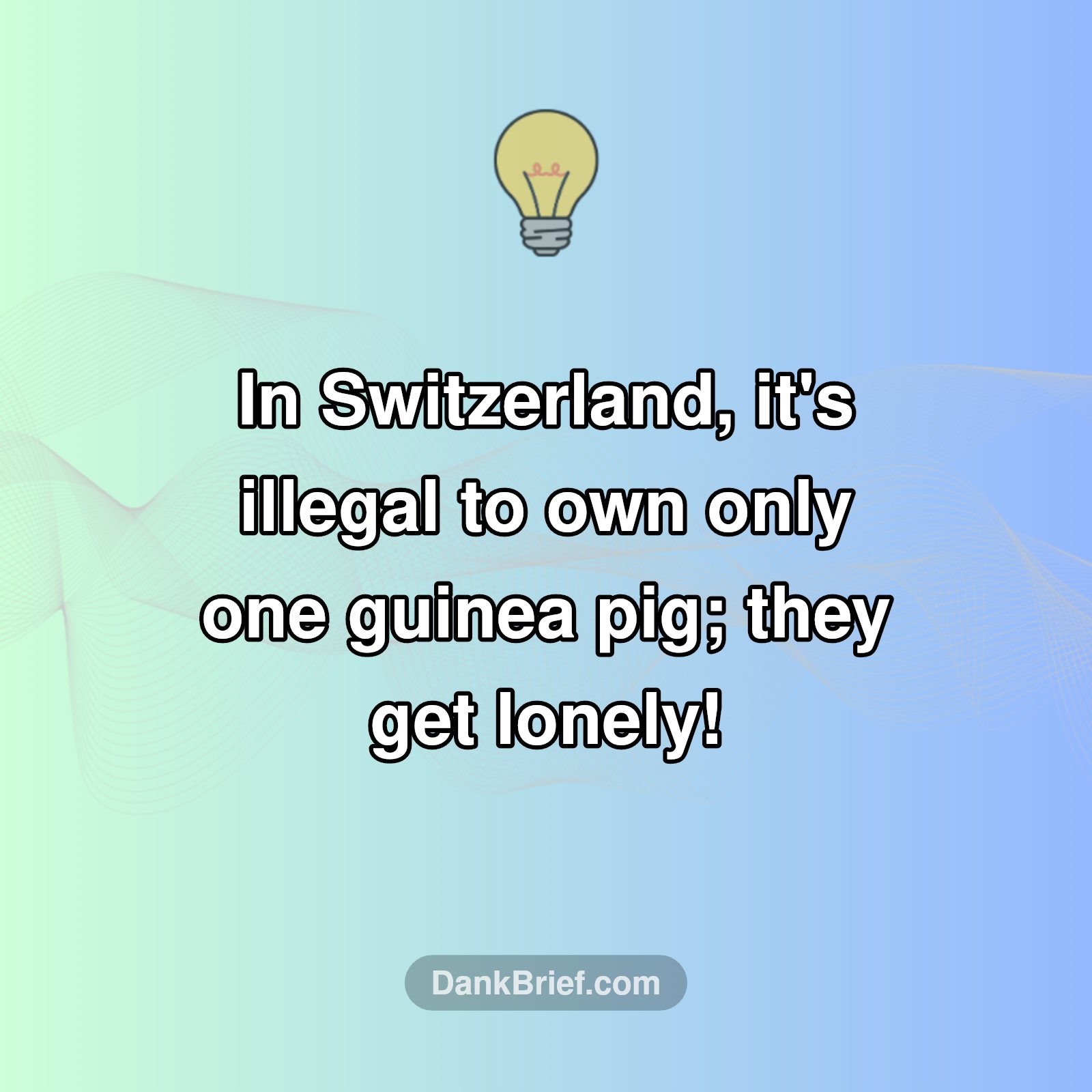 Switzerland's Lonely Guinea Pig Law!