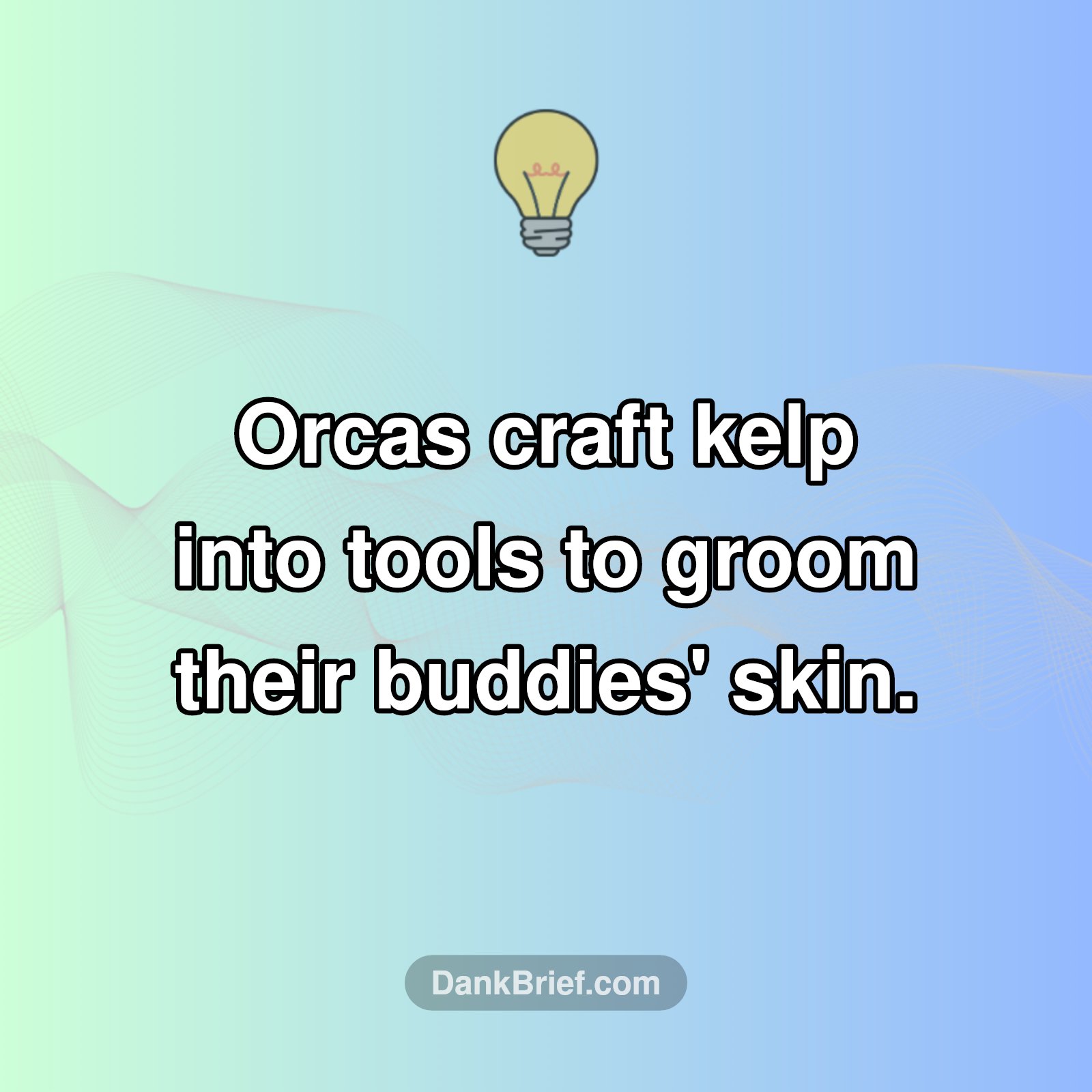 Orca Spa Day: They Even Use Tools to Groom!