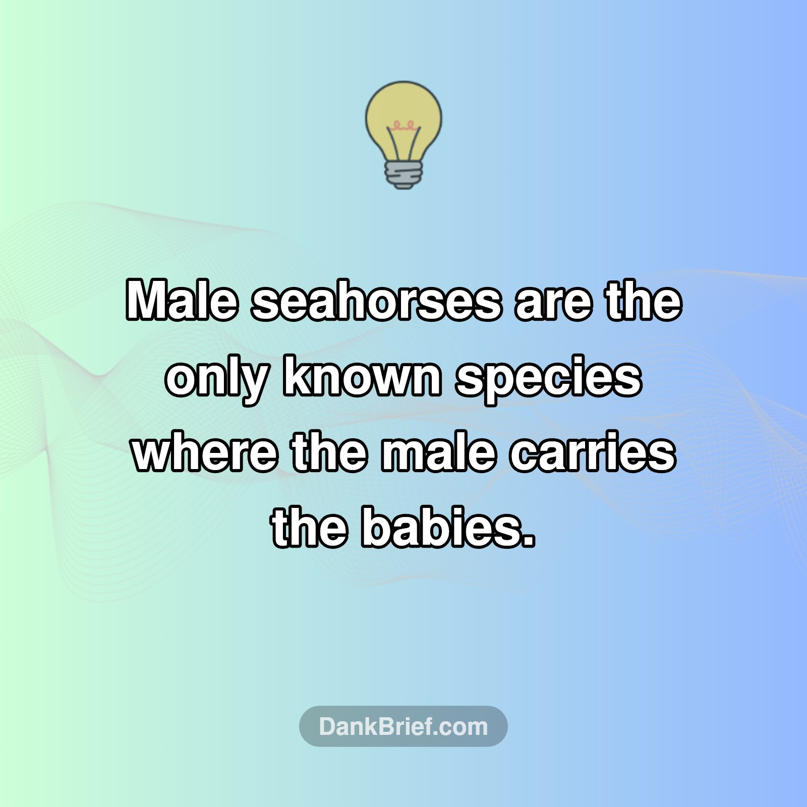 Mind-Blown! Seahorse Dads Are GOATs!
