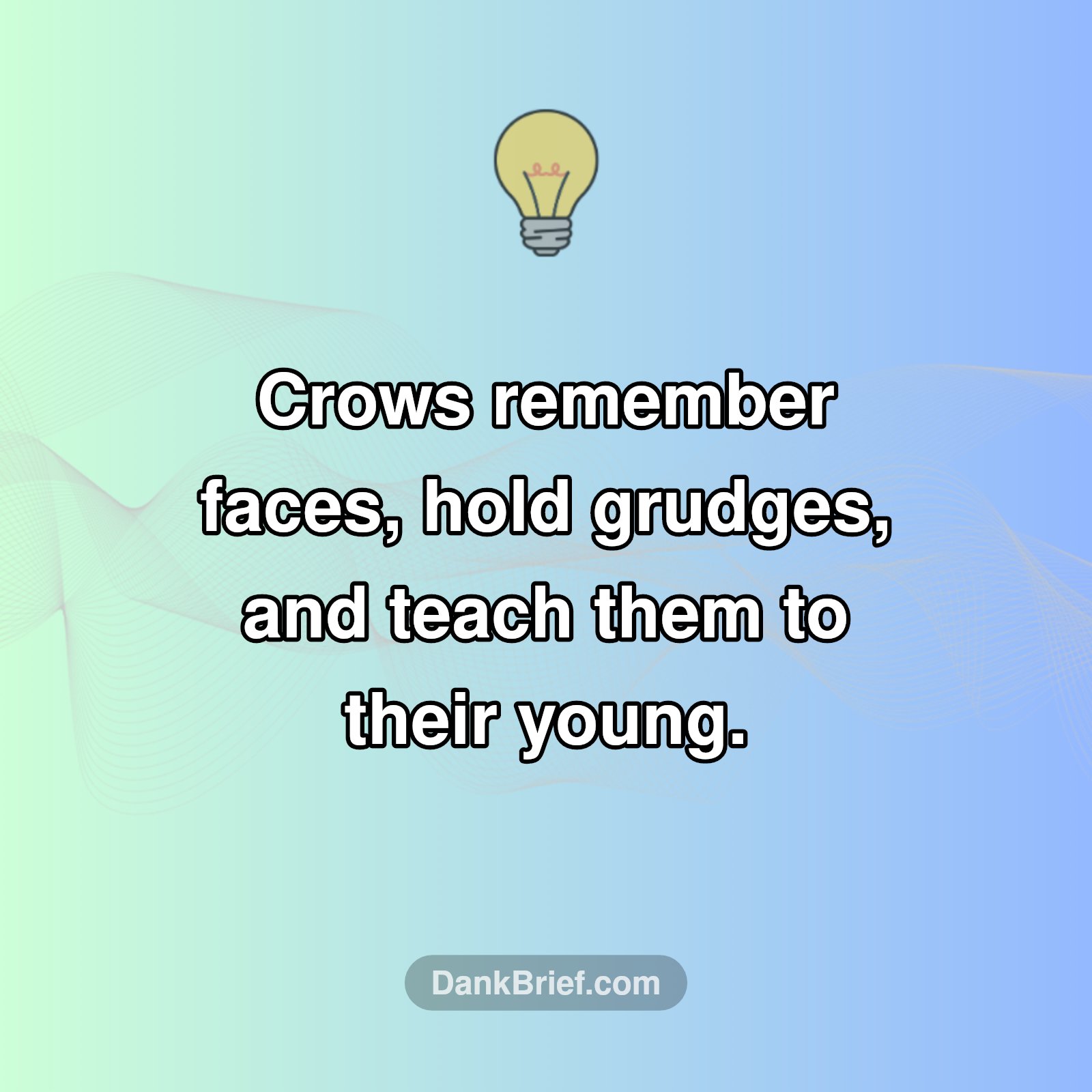 Crows: Not Just Smart, They Hold Grudges!