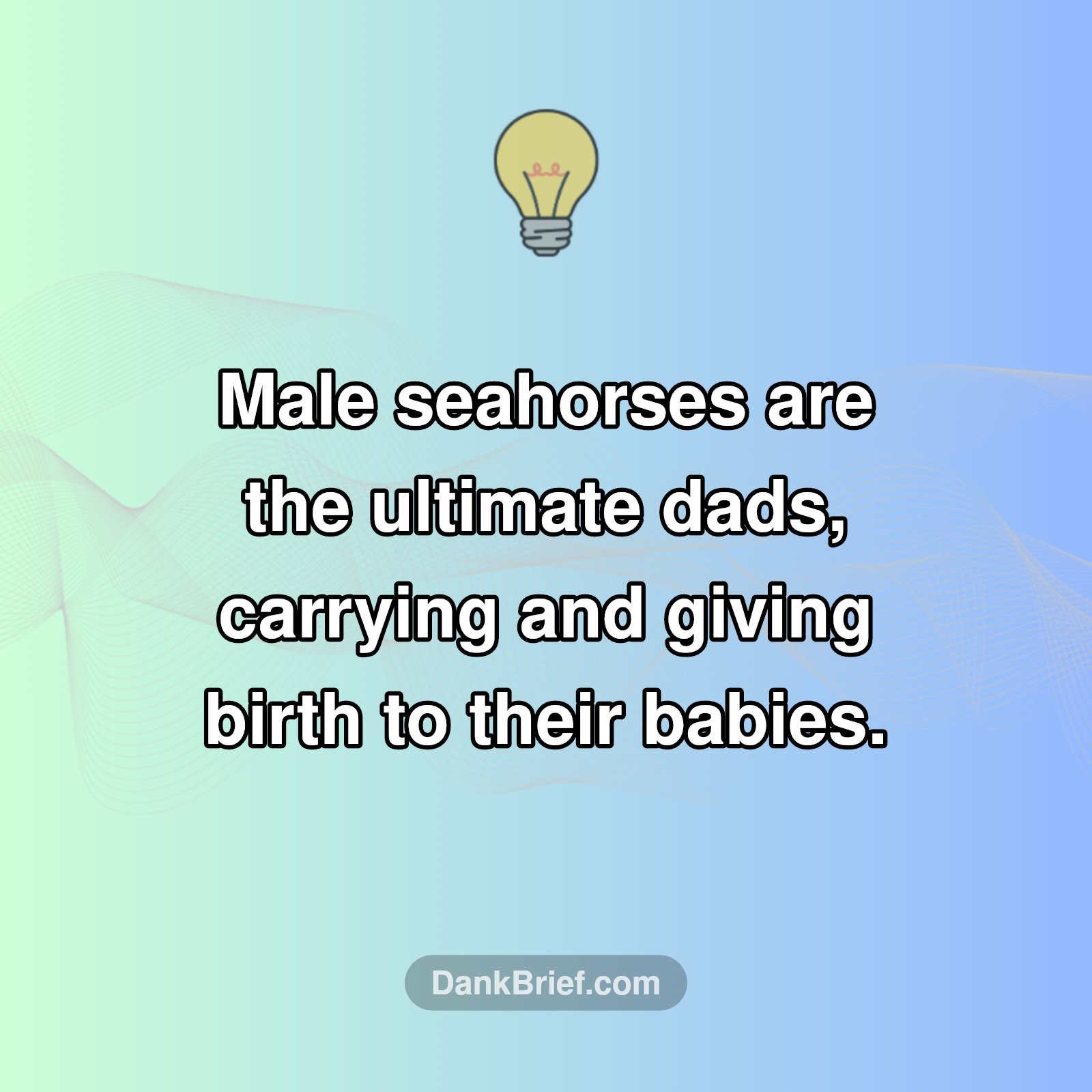 Mind Blown: Seahorse Dads!